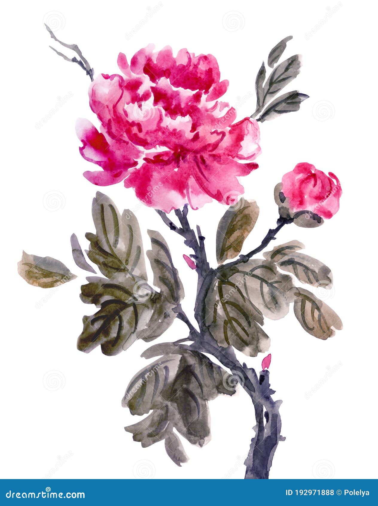Pink Peony with a Bud in the Style of Chinese, Japanese Painting Stock ...