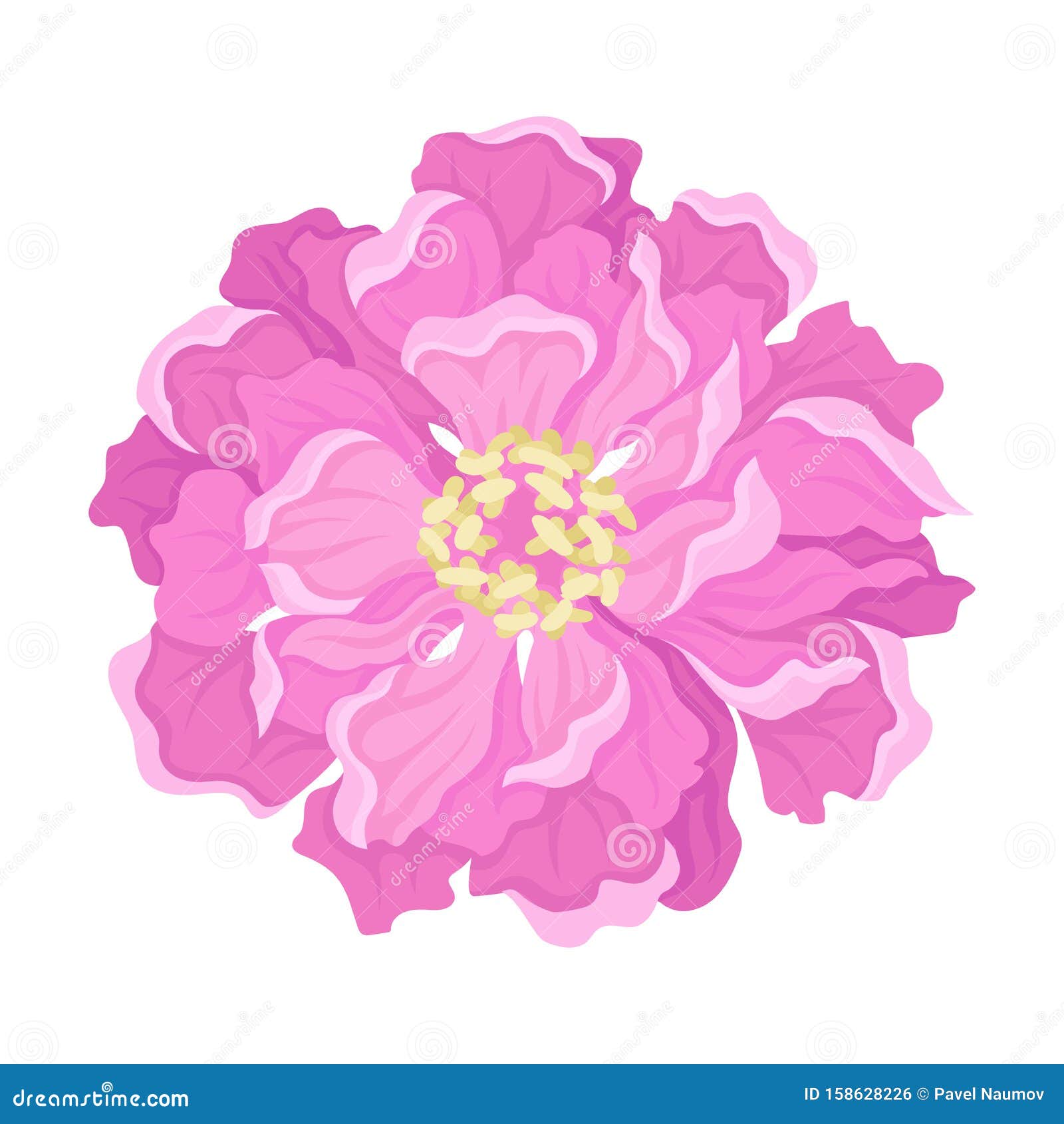 Pink Peony Flower from Above. Vector Illustration on a White Background.  Stock Vector - Illustration of floral, green: 158628226