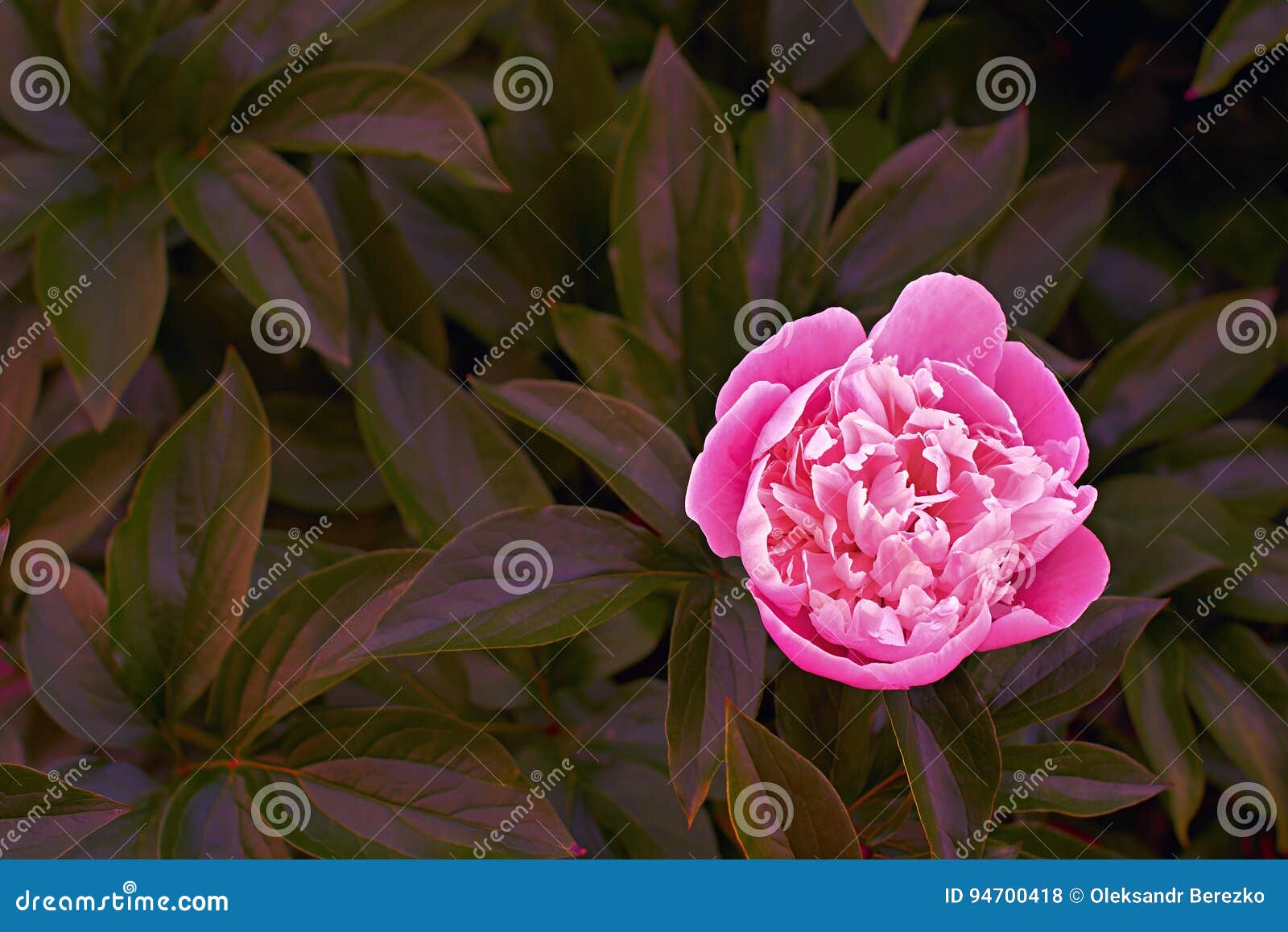 Pink Peony Flower on Dark Leaves Background Stock Photo Image of