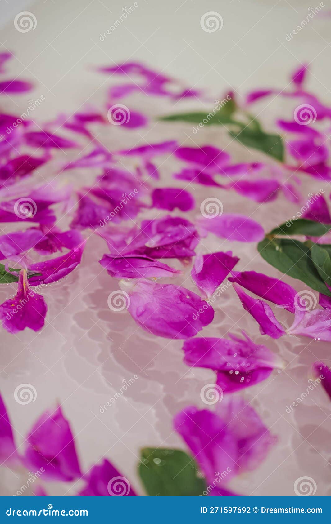 Pink Peony Petals Floating in Water with Green Leafs Stock Photo