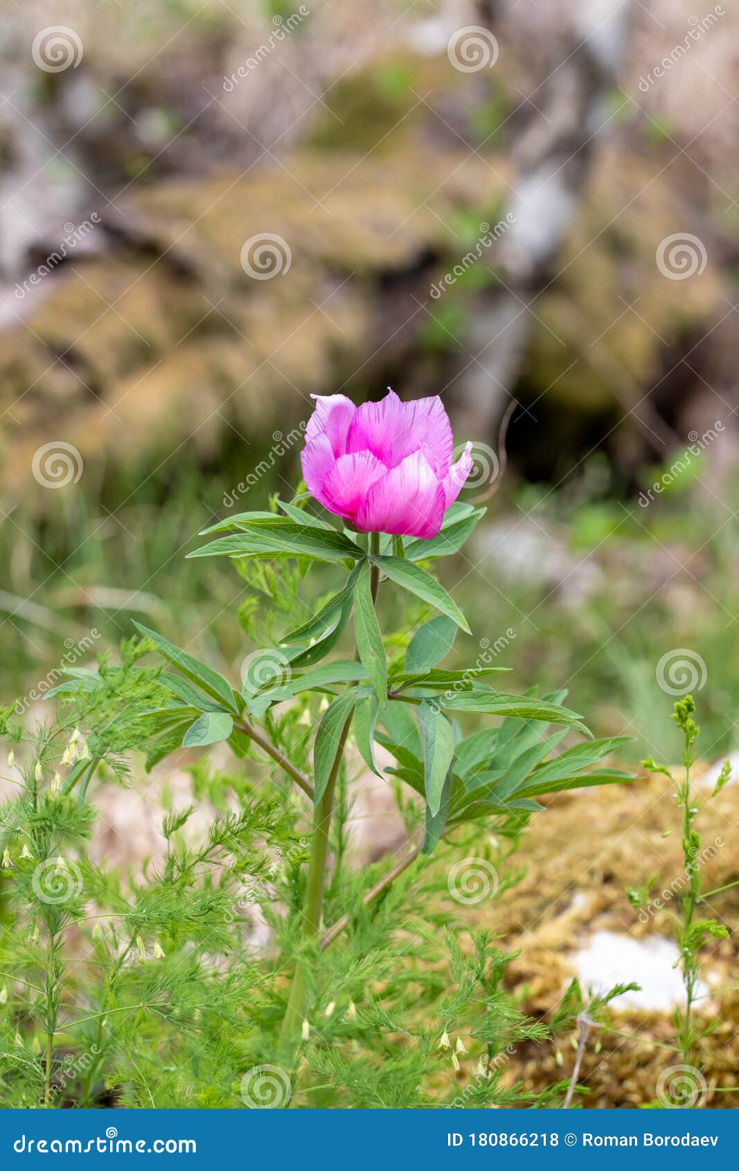 pink peony wild flower peonies flowers peonie paeonia paeony peon garden wedding yellow bush purple blossom single peonia close up