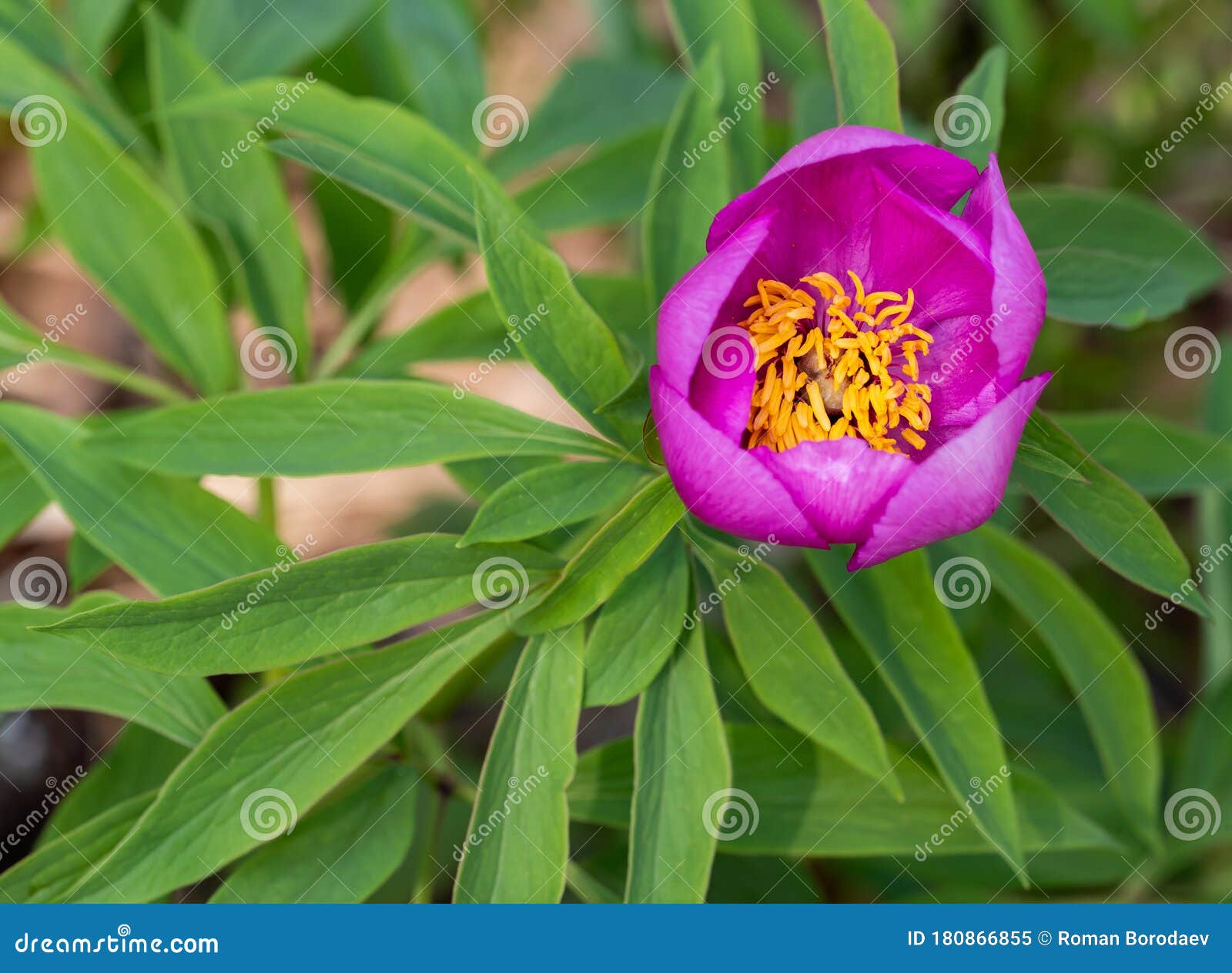 pink peony wild flower peonies flowers peonie paeonia paeony peon garden wedding yellow bush purple blossom single peonia close up