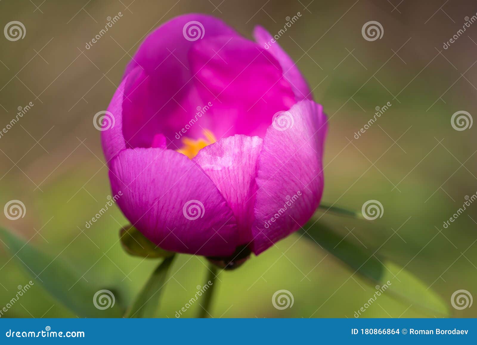 pink peony wild flower peonies flowers peonie paeonia paeony peon garden wedding yellow bush purple blossom single peonia close up