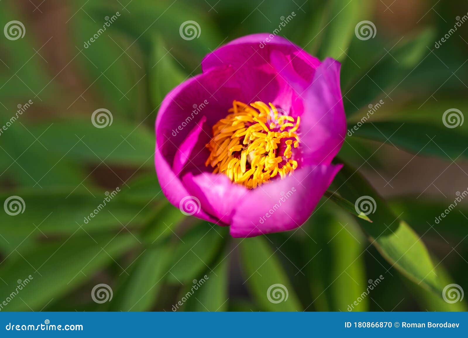 pink peony wild flower peonies flowers peonie paeonia paeony peon garden wedding yellow bush purple blossom single peonia close up