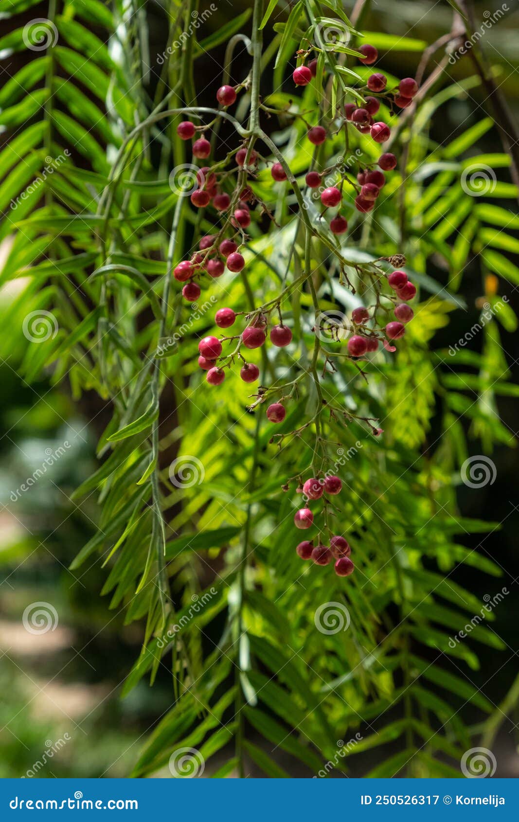 A Pink Pepper Tree with Peppercorns Schinus Molle. Peruvian Pepper Tree