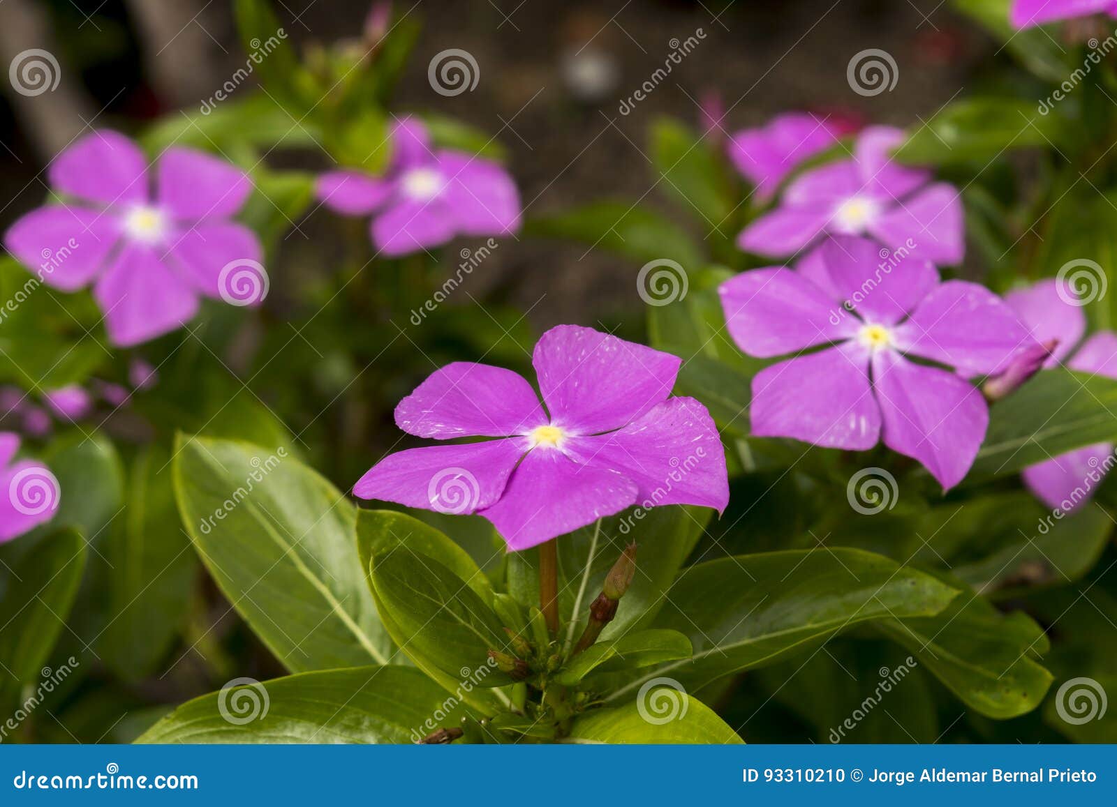 Pink Periwinkles Flower in the Wild Stock Photo Image of flower