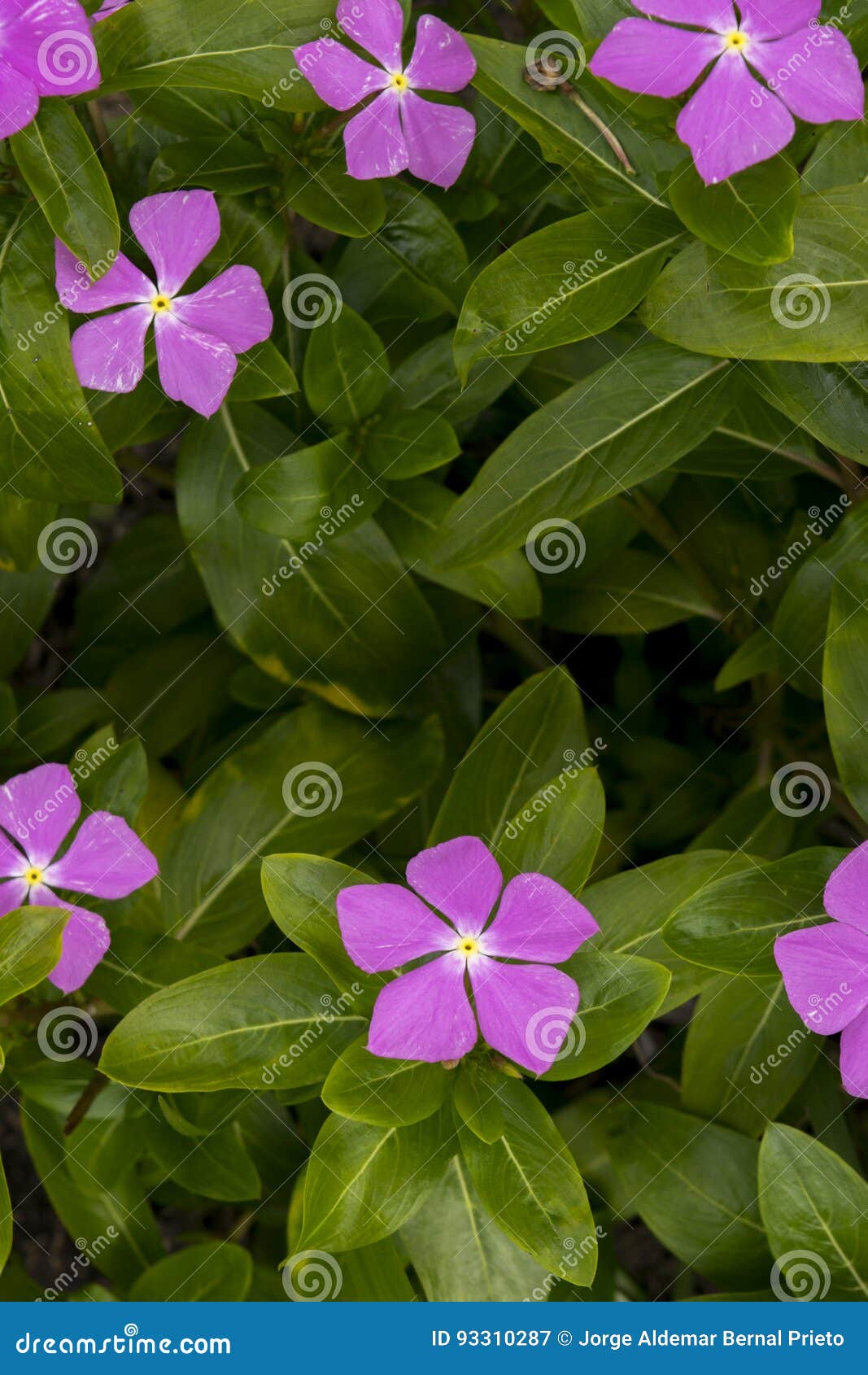 Pink Periwinkles Flower in the Wild Stock Image Image of outdoor