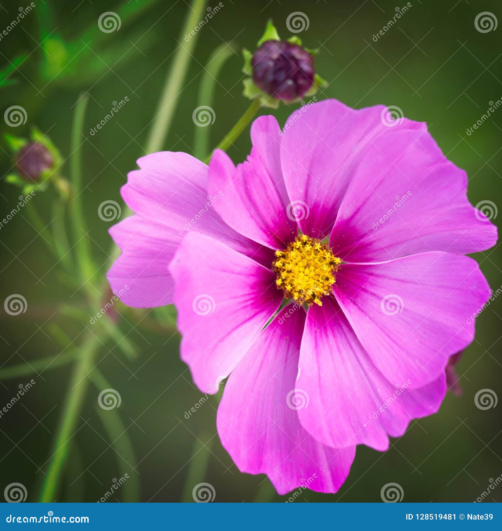 Top 30+ Background Images flower with pink petals and yellow center Completed Top 30+ Background Images flower with pink petals and yellow center Completed