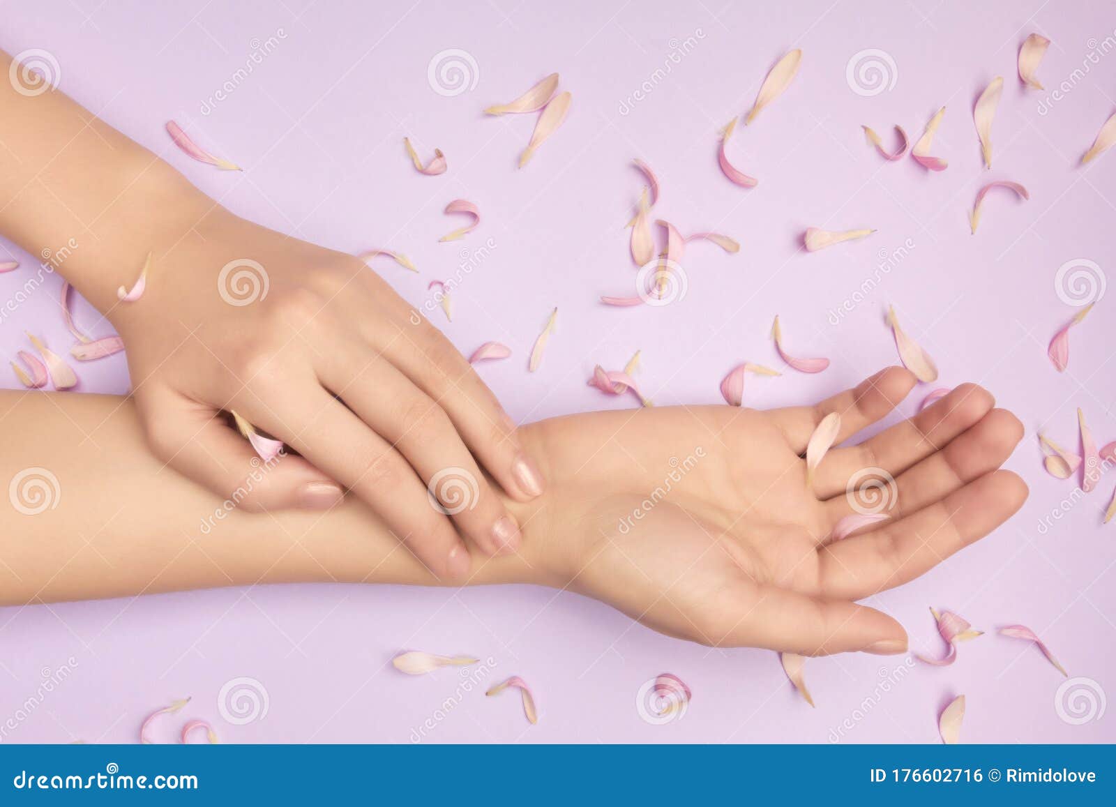 pink petals of a flower in gentle womans hands on a violet background. concept of advertisment of beauty salon. gift certificate.