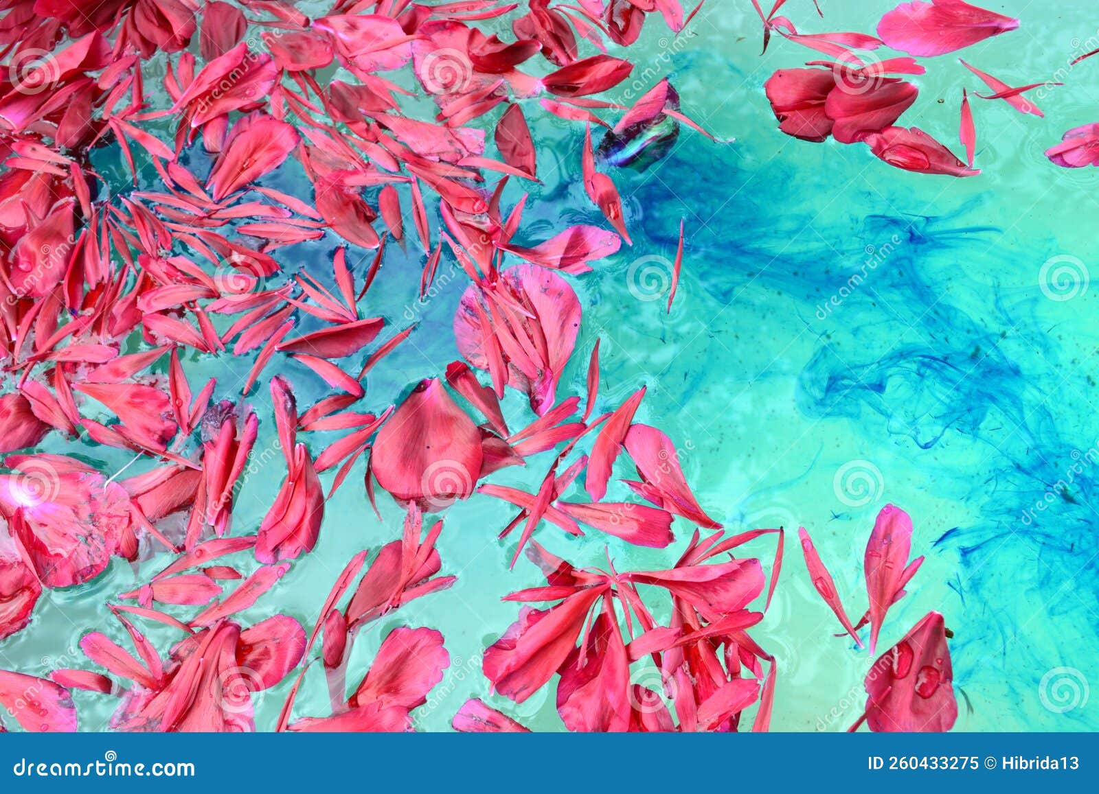 Pink Petals of Flowers Floating on Blue Water Surface . Stock Image