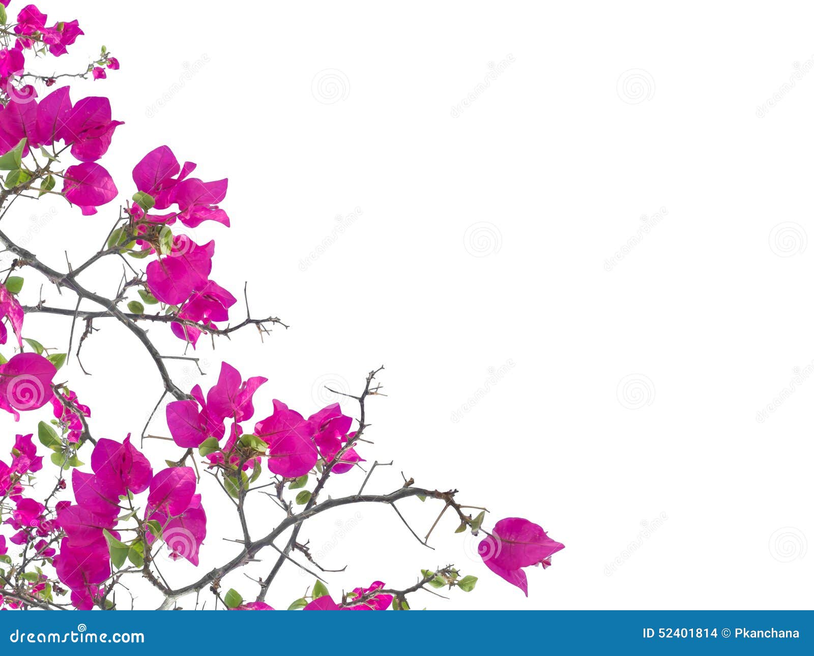 Pink Petunia Flower Isolated Stock Photo Image Of Backdrop