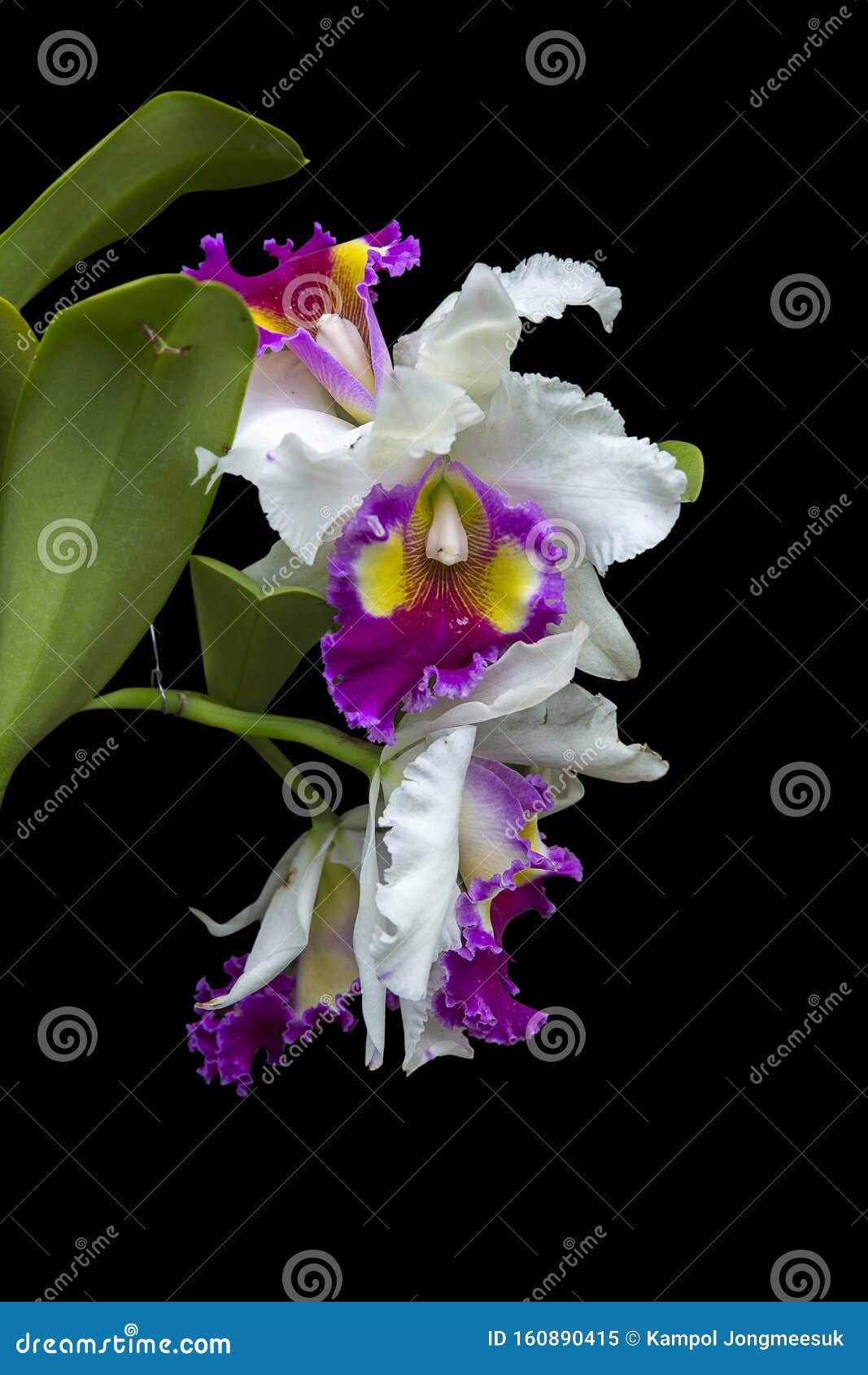 Pair Of Cattleya Purple Orchids Isolated Black Background Focus Selective Stock Image Image Of Macro Outdoor 160890415