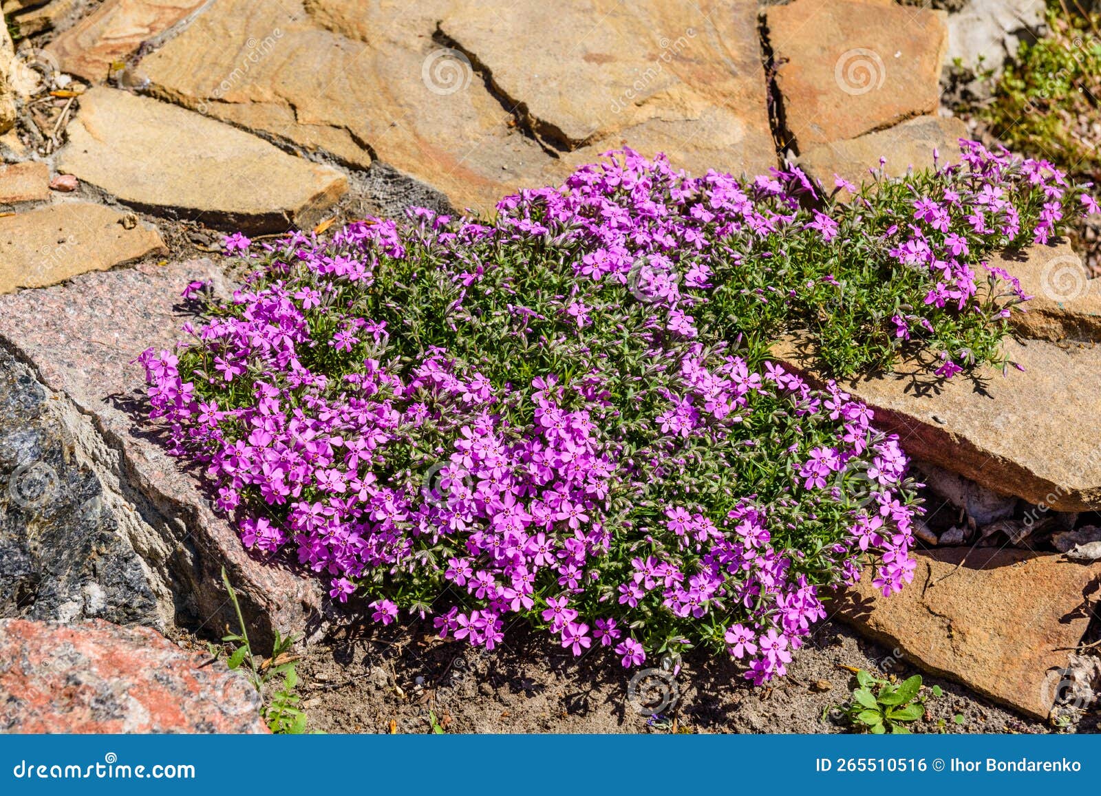 Pink Phlox Flowers on a Flowerbed in Park Stock Photo Image of leaf