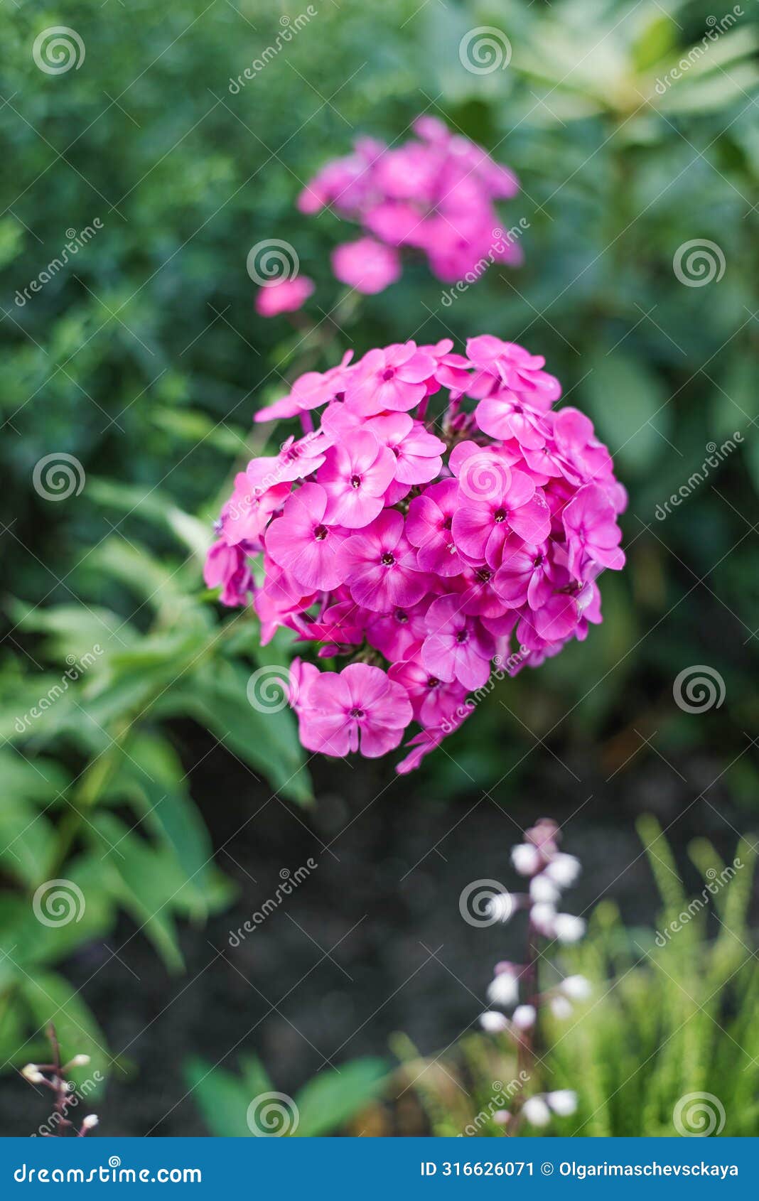 pink phlox flowers sorochinskaya fair in the garden