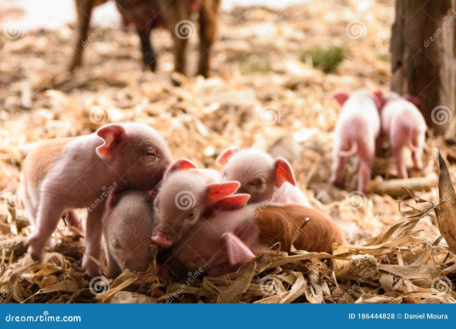 pink piglets, newly born on the farm