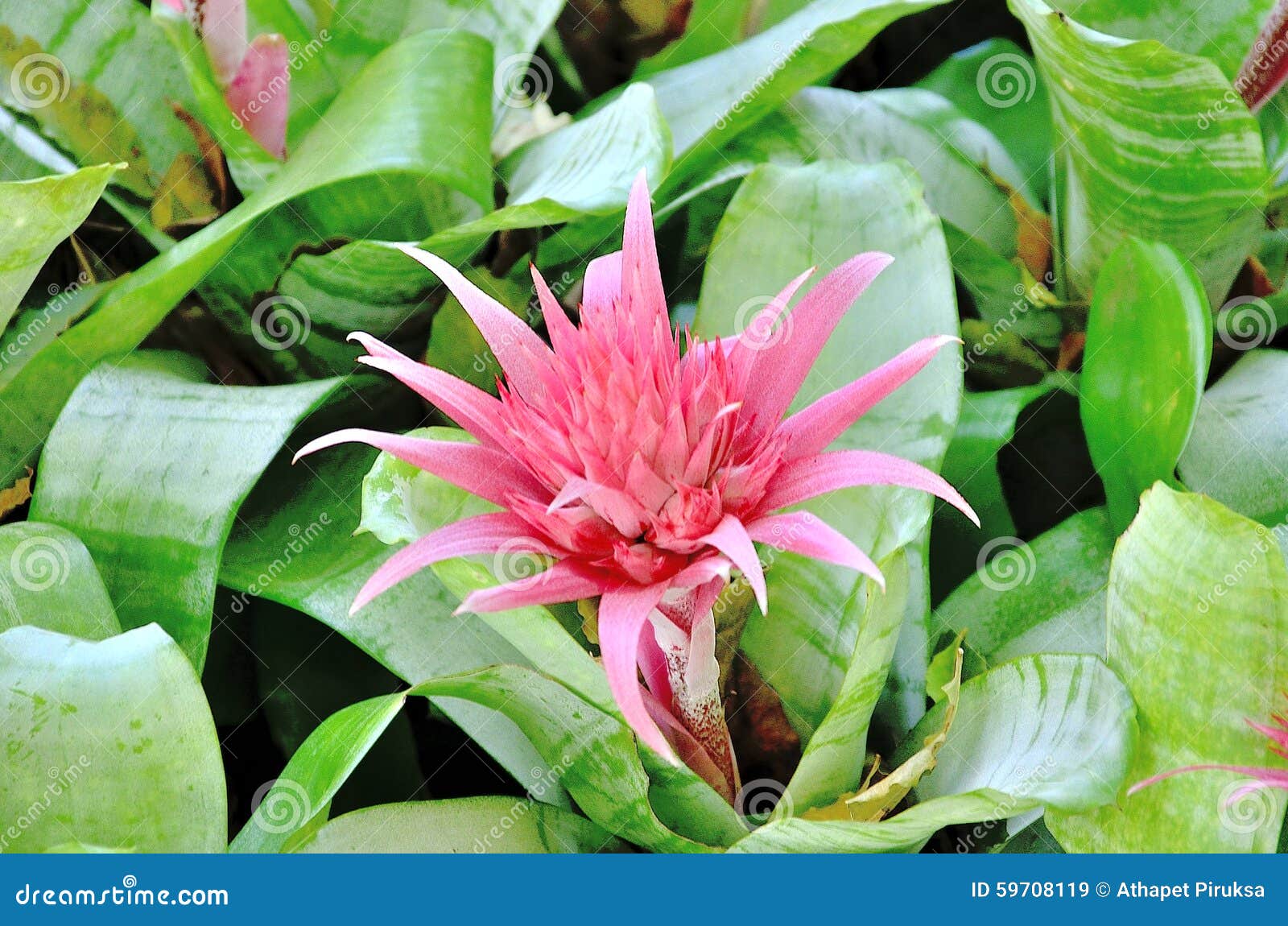 Pink pineapple flower stock image. Image of plantation 59708119