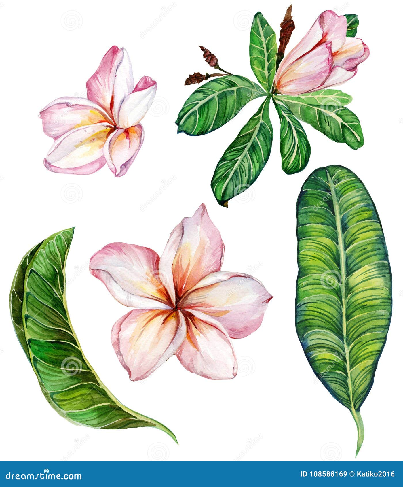 pink plumeria flower with leaves. floral set.  on white background. watercolor painting.