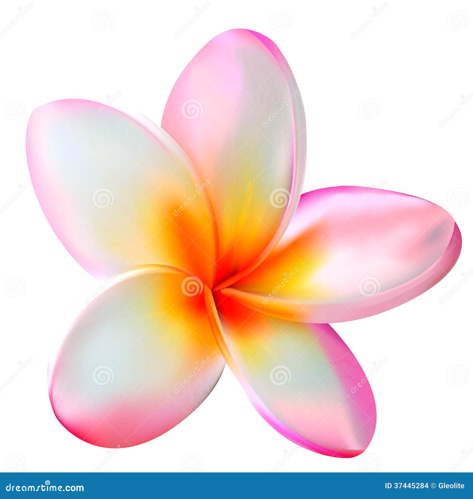 pink plumeria flower.  