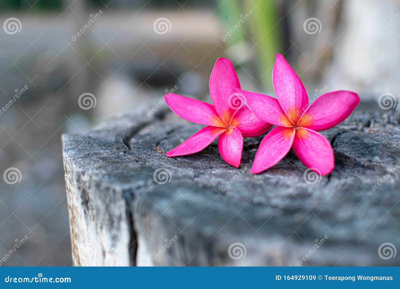 2 Pink Plumeria Flowers Falling Stock Image Image of macro, concept