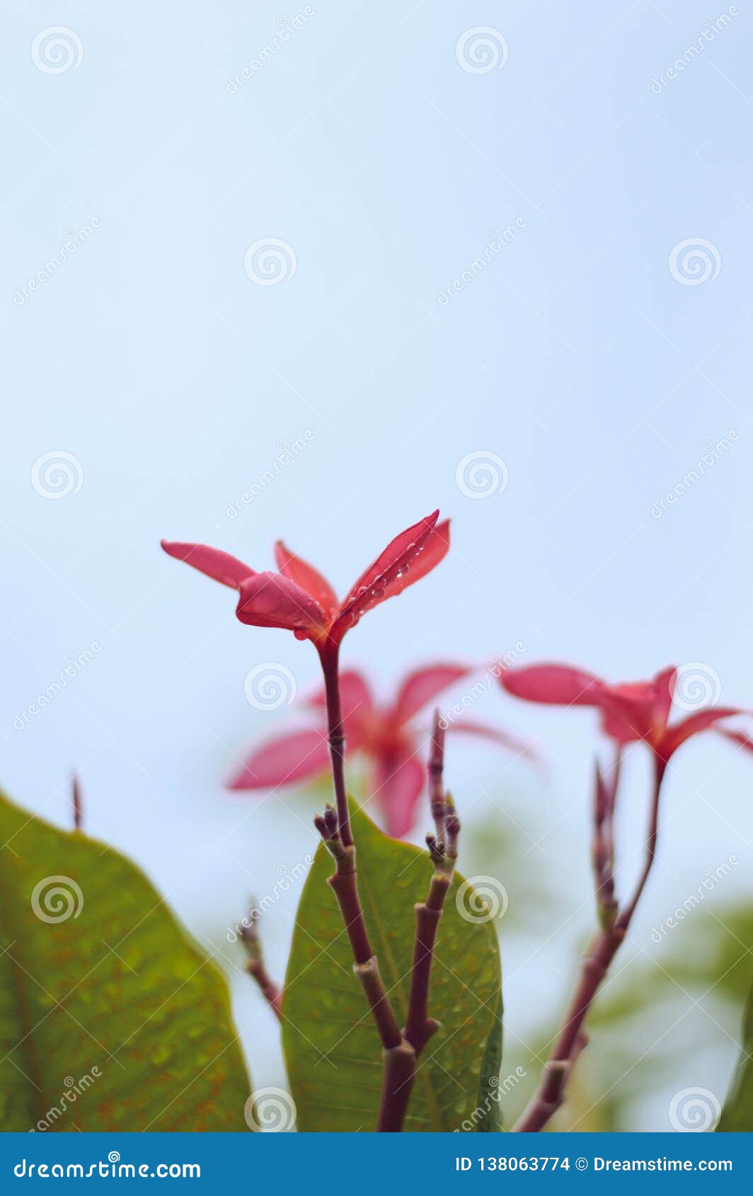 Pink Plumeria flowers stock photo. Image of gardening - 138063774