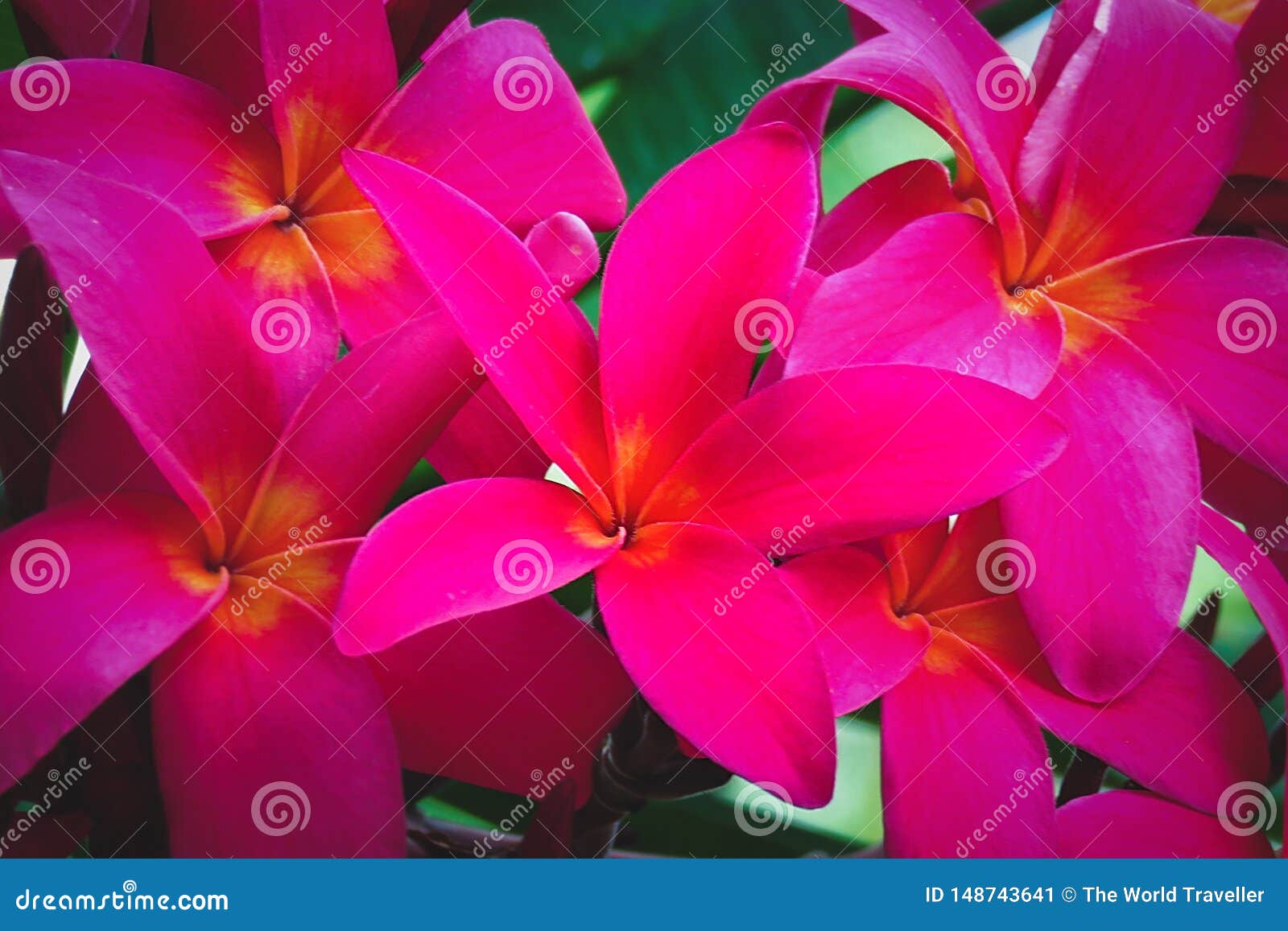 Pink Plumeria Frangipani Flowers In Botanical Garden Kauai