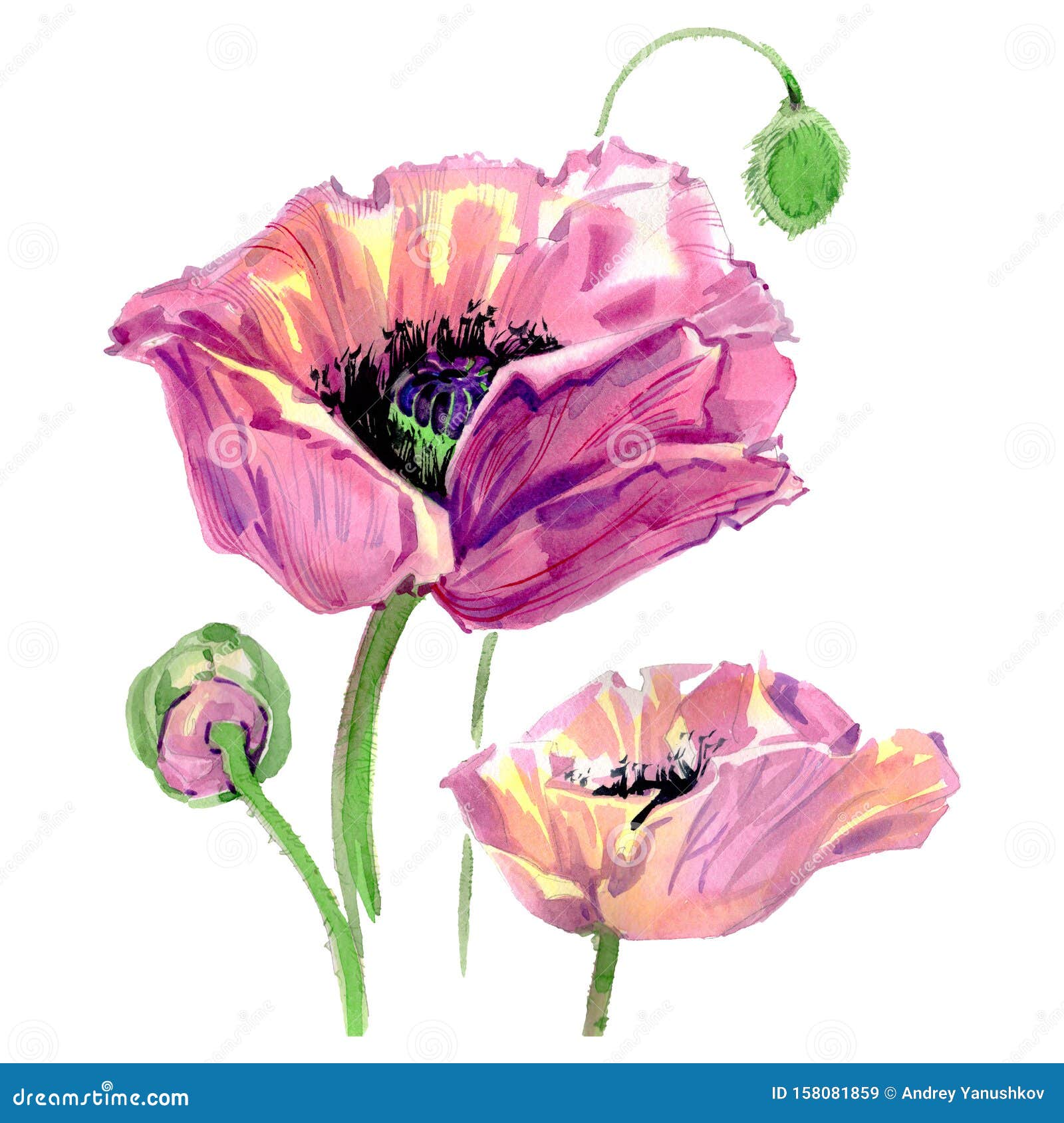 Pink Poppy Floral Botanical Flowers. Watercolor Background Illustration ...