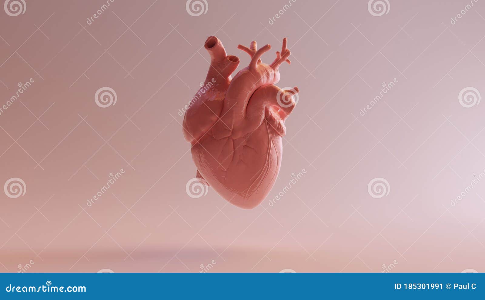 pink porcelain anatomical heart
