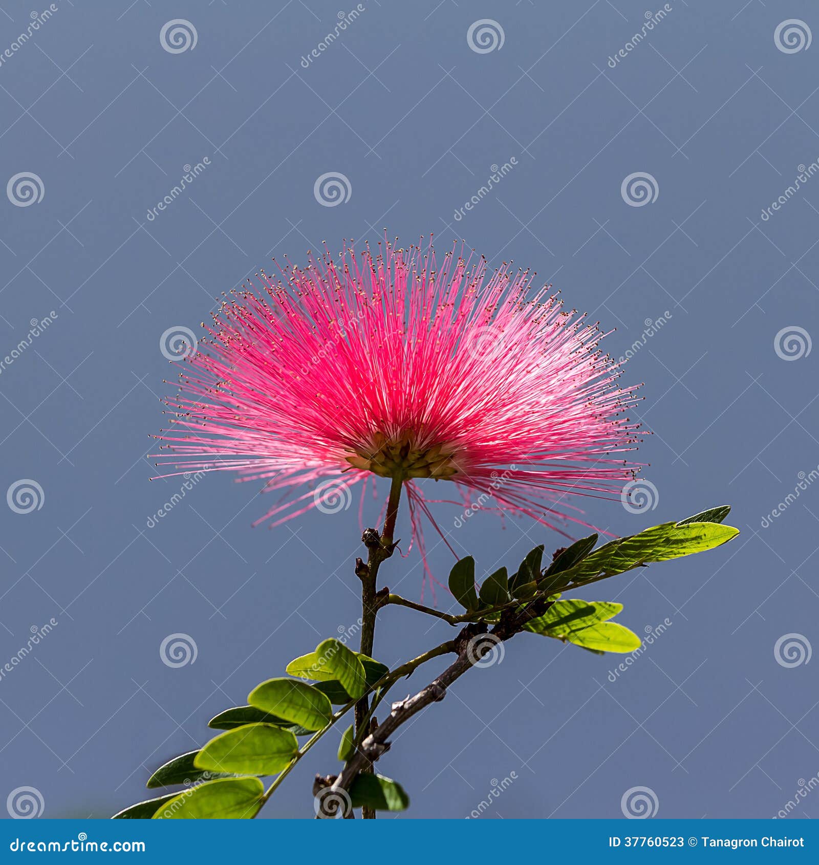 Pink Powder Puff flower stock image. Image of flower 37760523