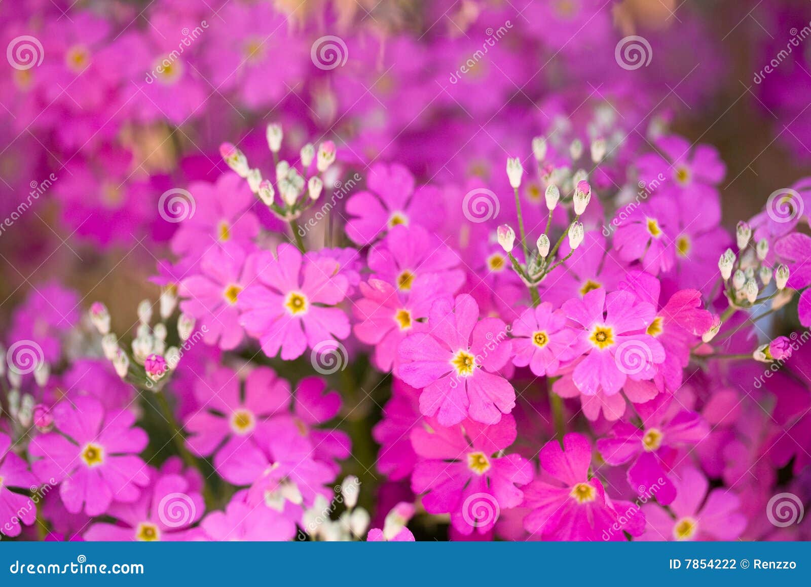 Pink primrose flower stock photo. Image of pink, bloom 7854222