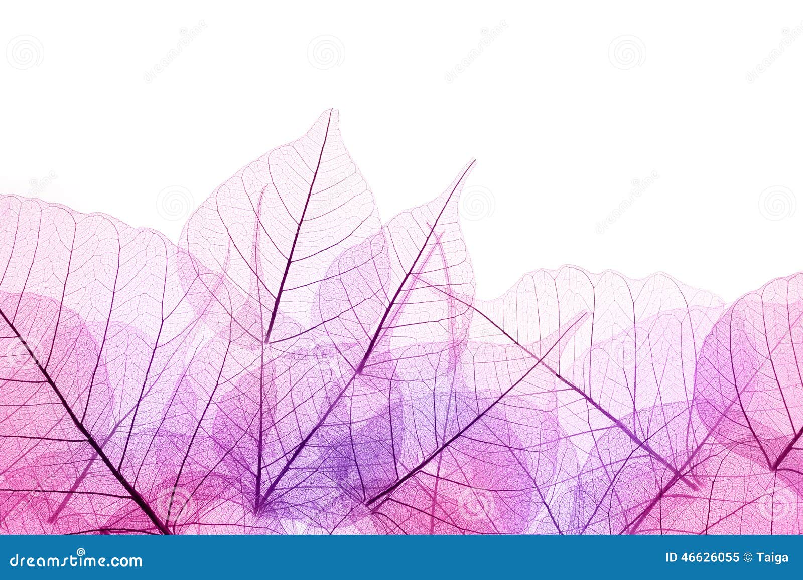 Pink and Purple Border of Transparent Leaves - Isolated on Whi Stock Image  - Image of environment, abstract: 46626055
