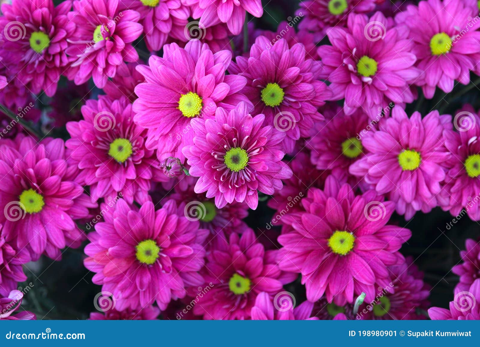 Pink and Purple Flower for Background Stock Image Image of romance