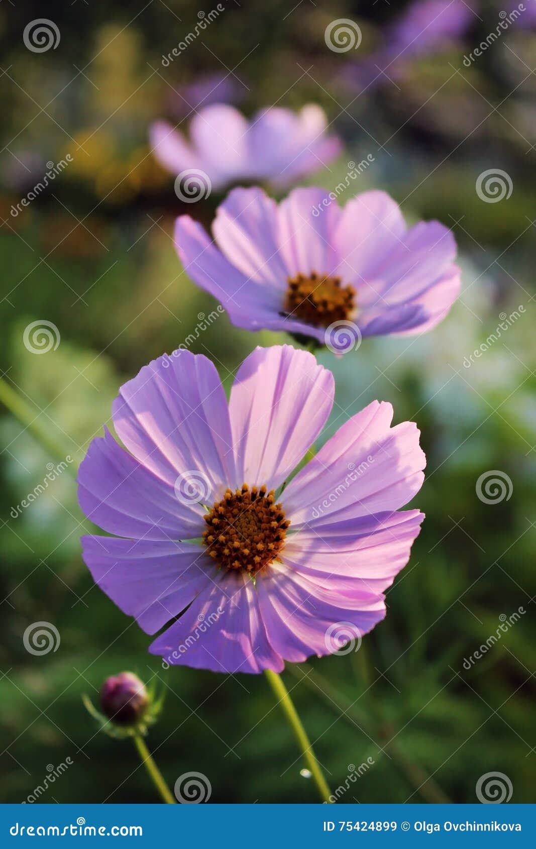 Pink Purple Flower, Like a Daisy in the Light of the Setting Sun. Stock
