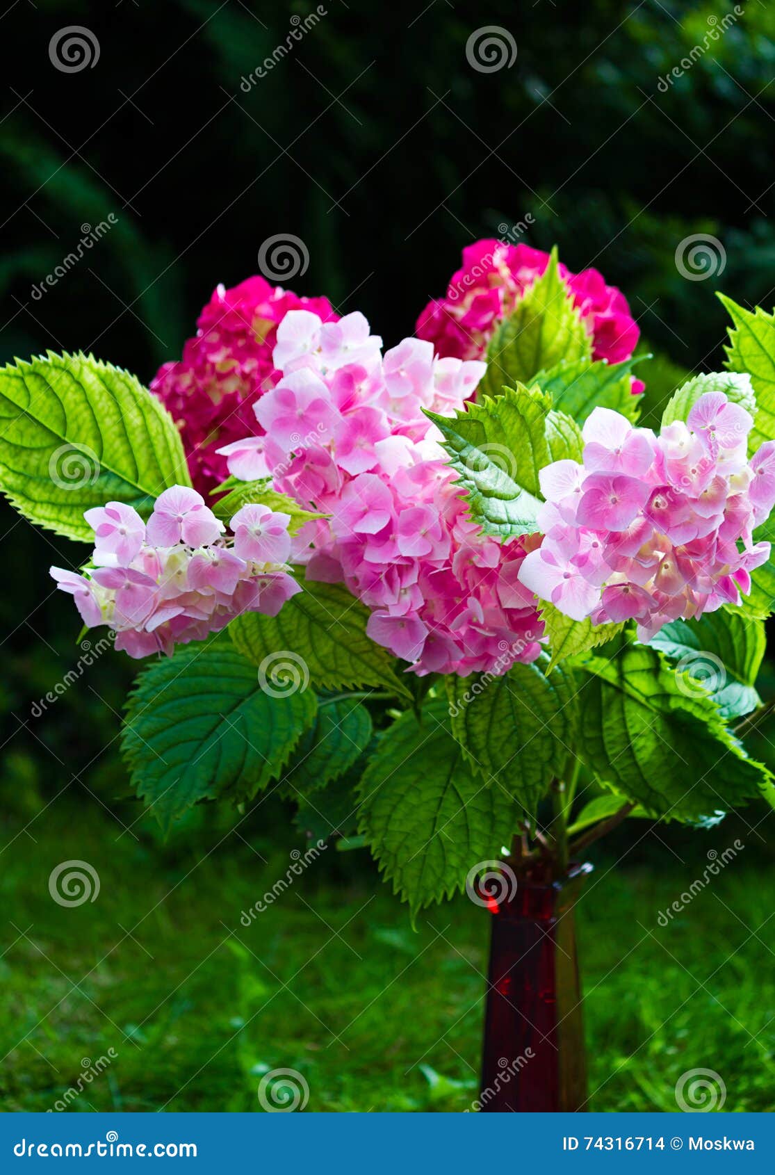Pink and Purple Hydrangeas in Vase Stock Photo Image of purple, plant