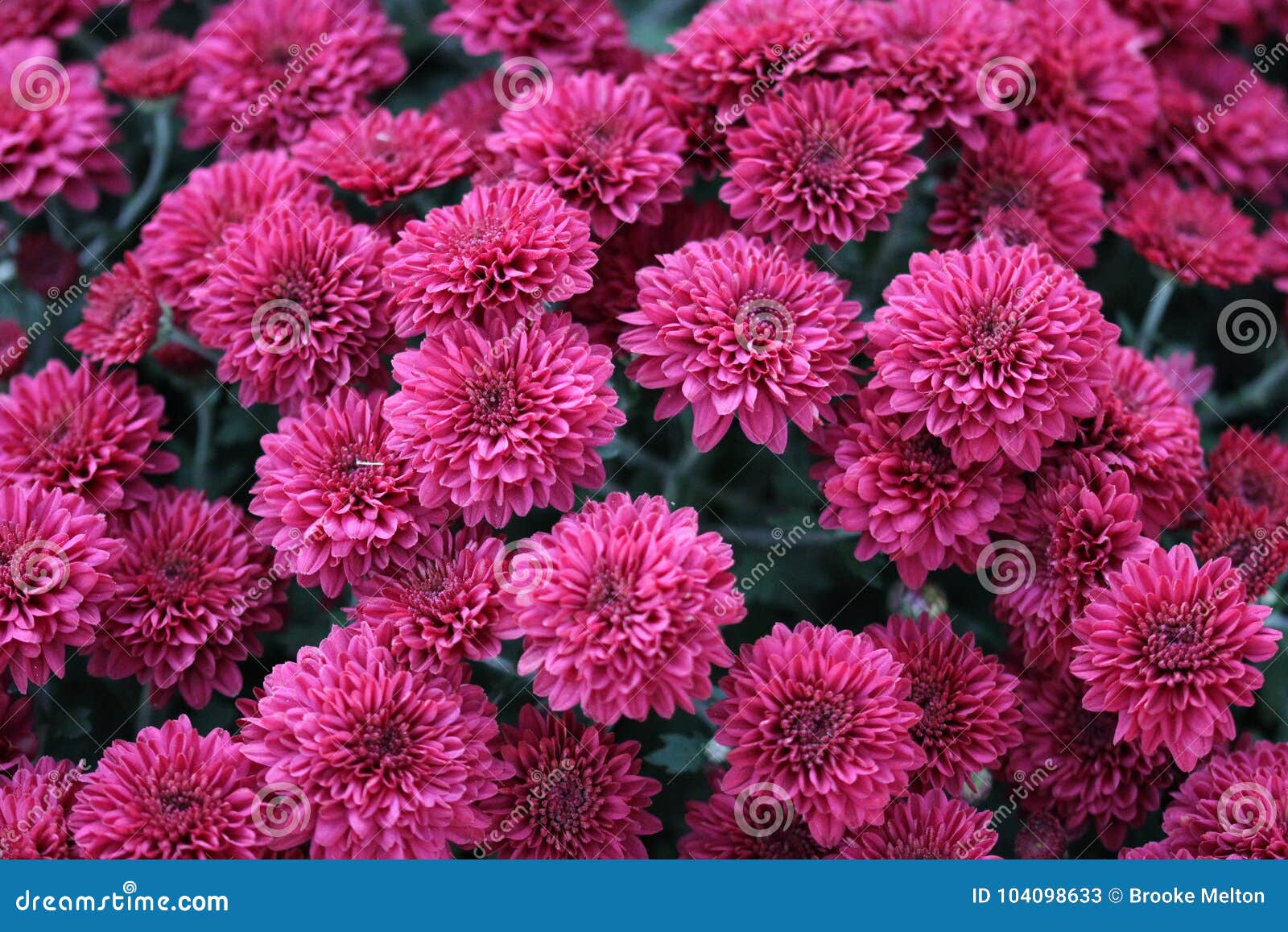 Pink / Purple Little Mum Flower Macro Background Stock Image - Image of ...