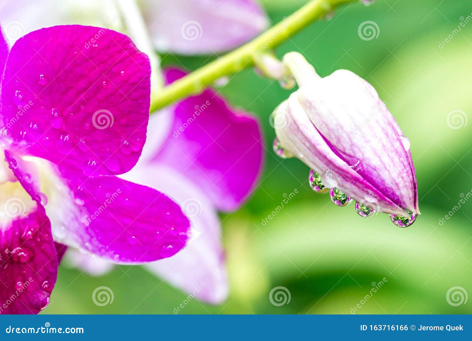 Pink Purple Orchids with Dripping Water Droplets after Rain Stock Photo ...