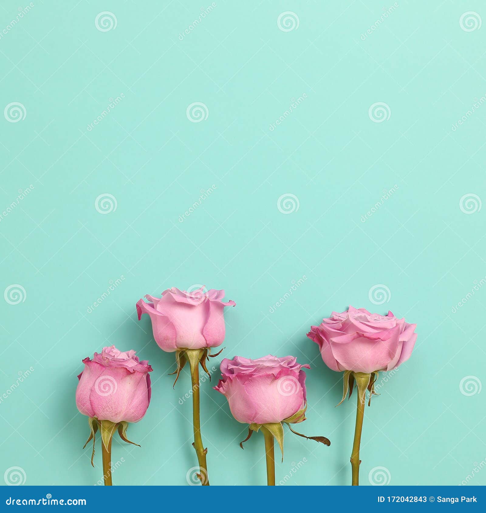 Đôi cánh hoa hồng tím và hồng nhạt tràn đầy sự nữ tính và dịu dàng xinh đẹp. Hãy ngắm nhìn chúng để cảm nhận sự ấm áp trong trái tim.