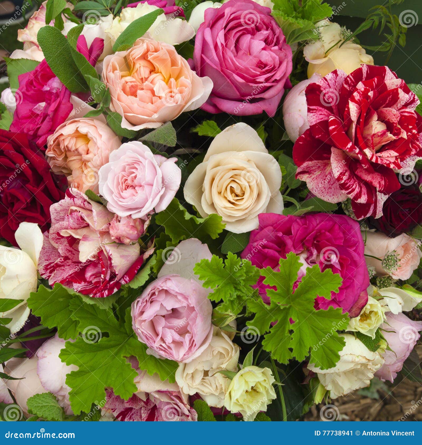 Pink and Purple Roses Background Stock Image Image of romance, plant