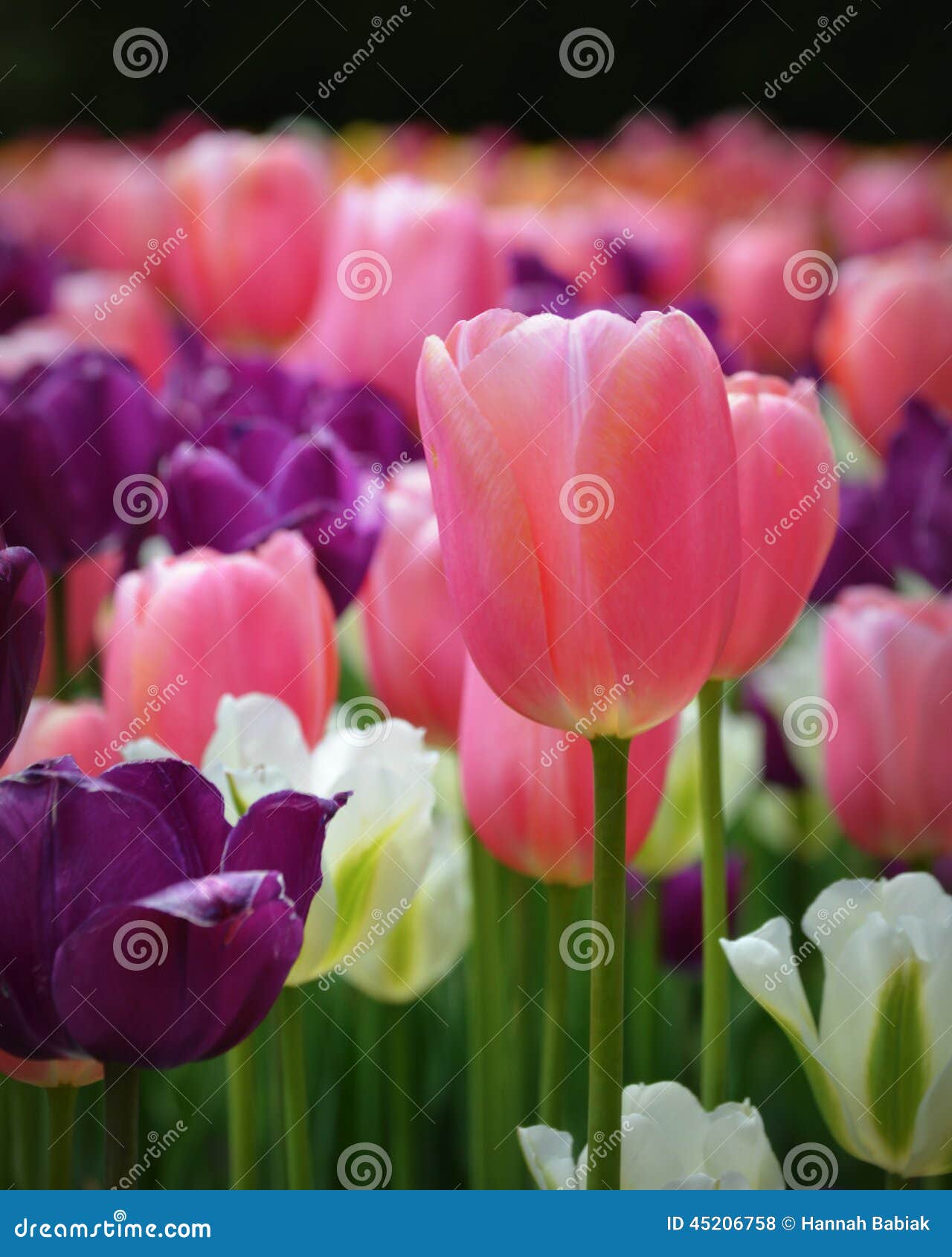 tulips