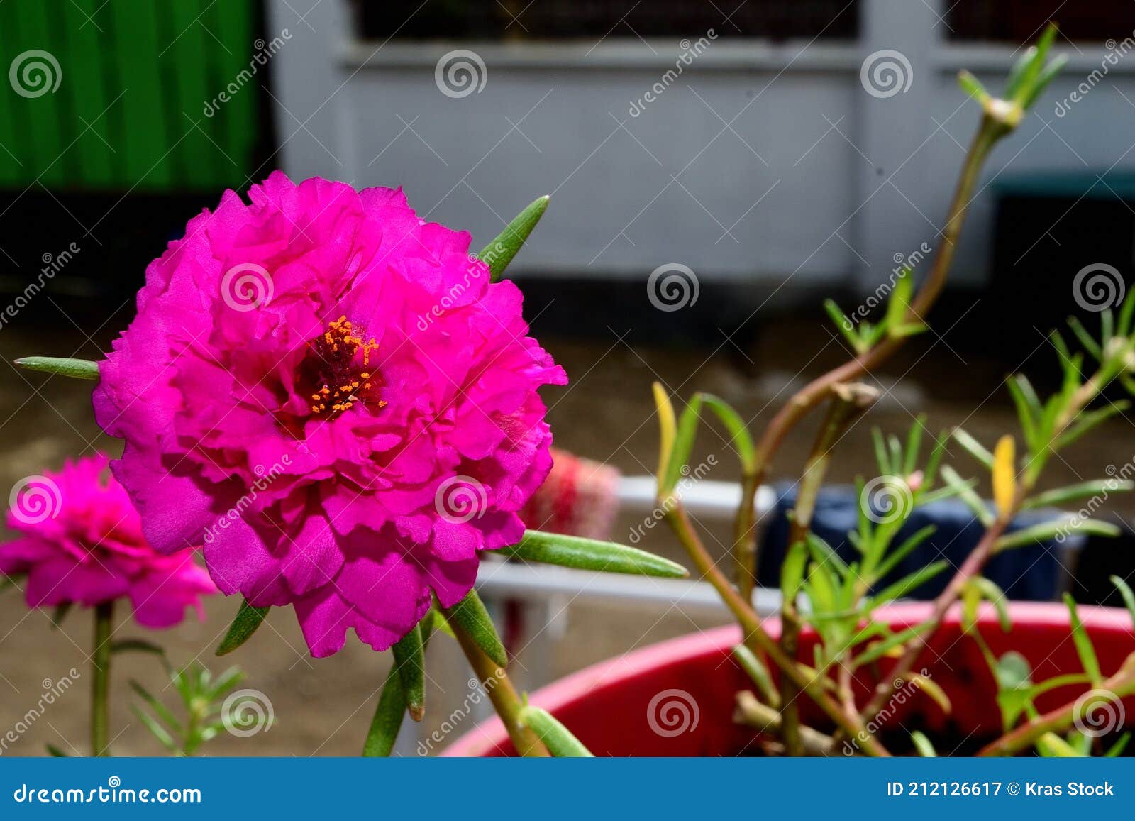 pink purslane portulaca is a genus of plants from the family portulacaceae