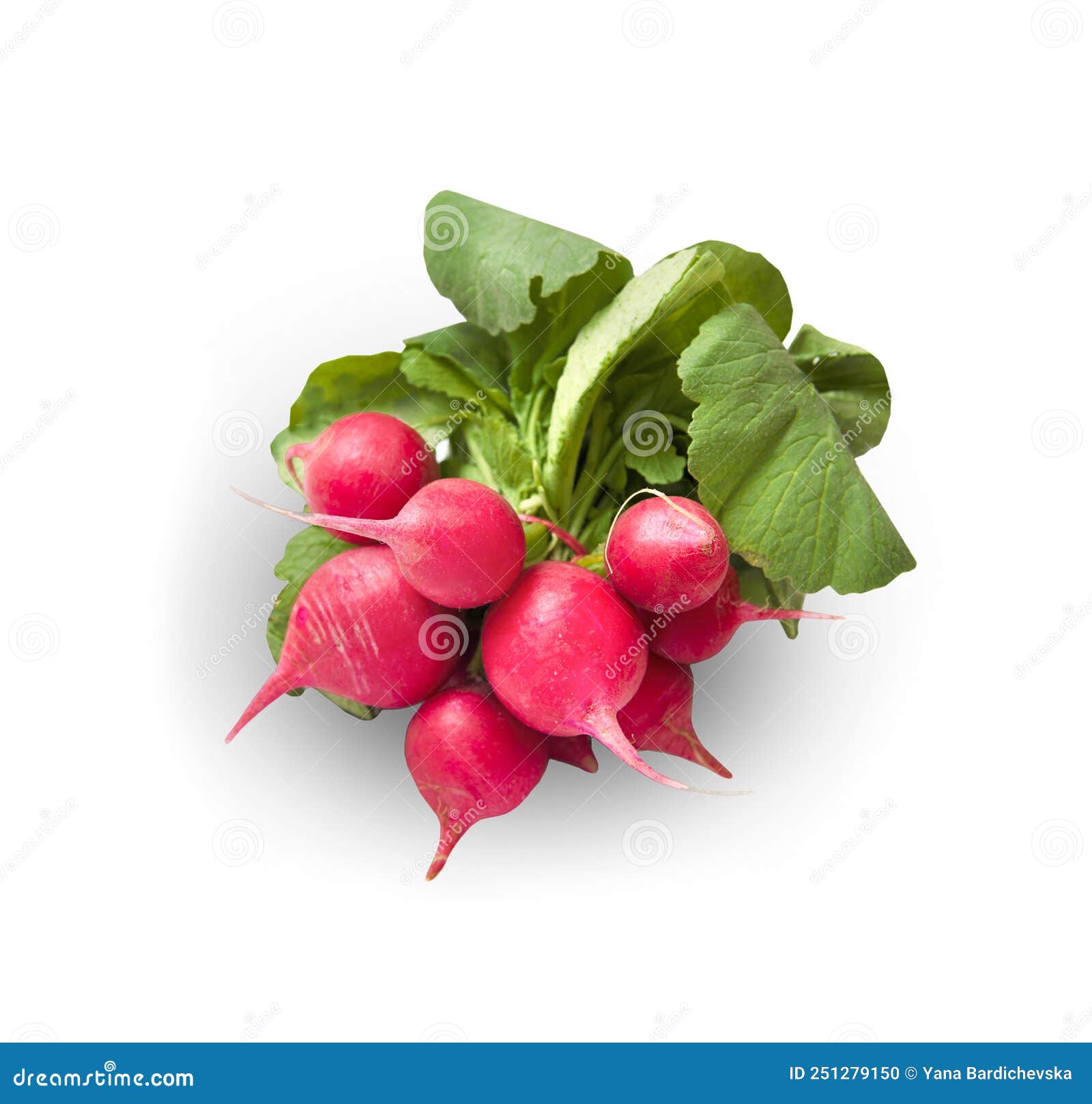 Pink Radish Isolated on White Background Stock Photo Image of salad