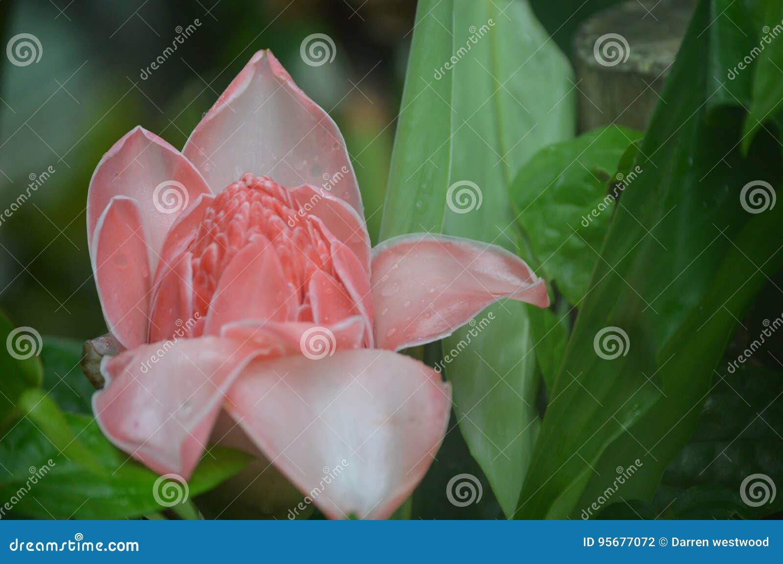 Pink Rainforest flower stock photo. Image of elatior 95677072