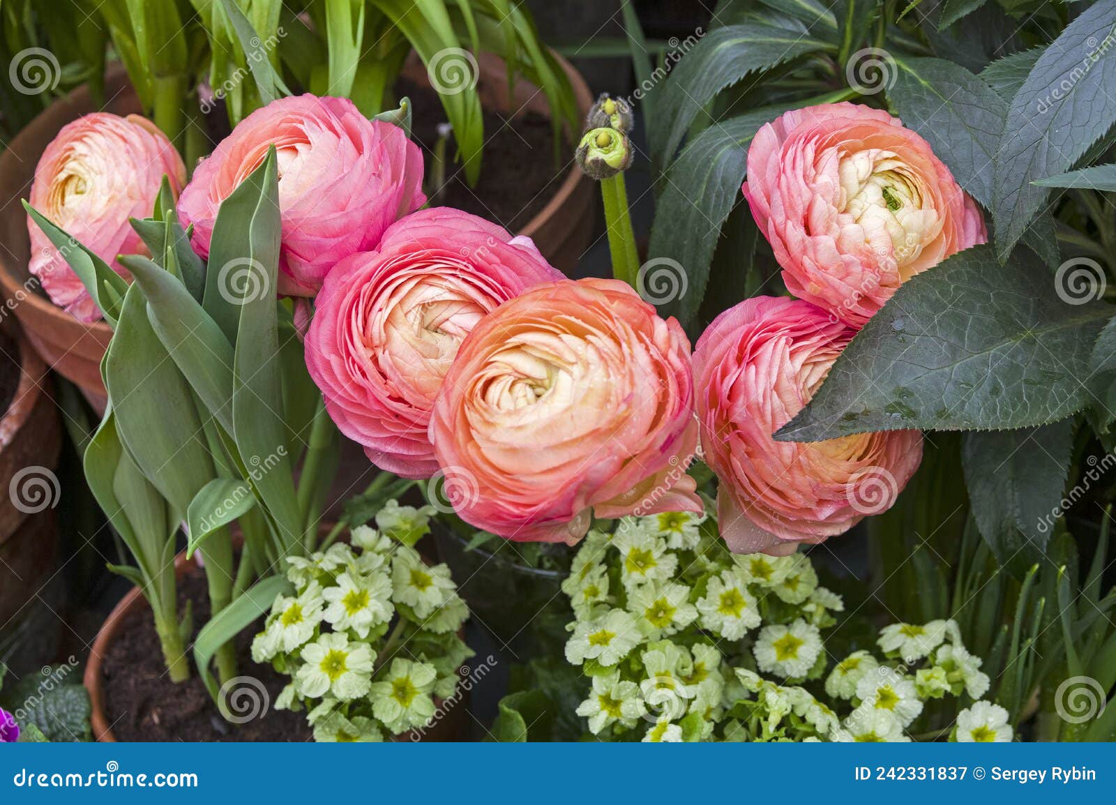 pink ranuncouleus garden buttercup of clooney rosado  variety