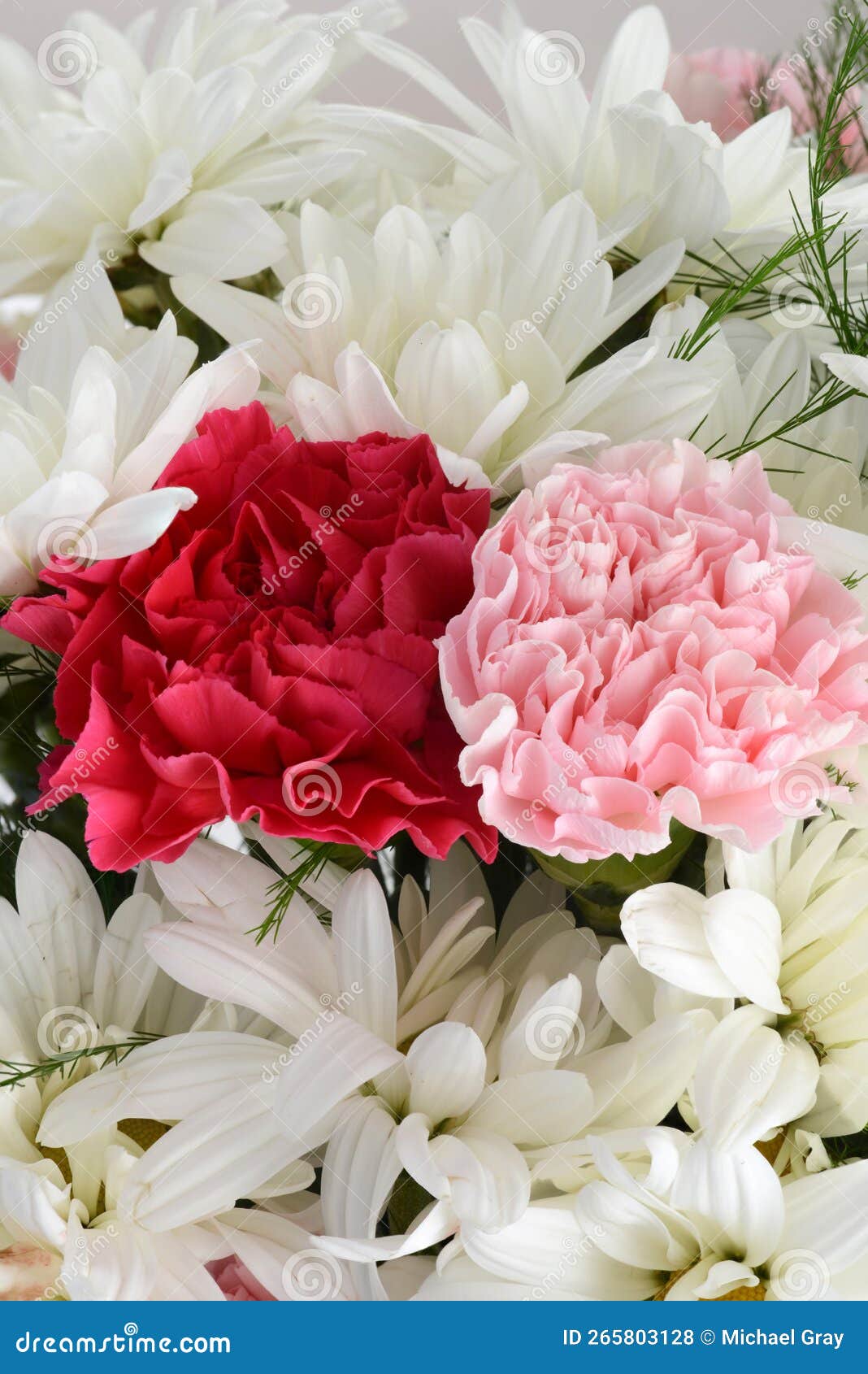 Pink and Red Carnation with White Daisies Background Stock Photo