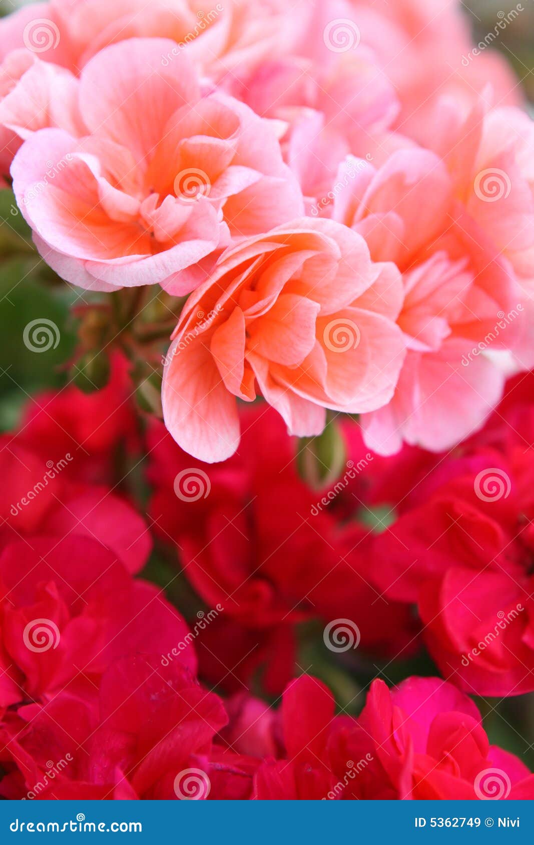 Pink and red flowers stock image. Image of fresh, seasonal 5362749