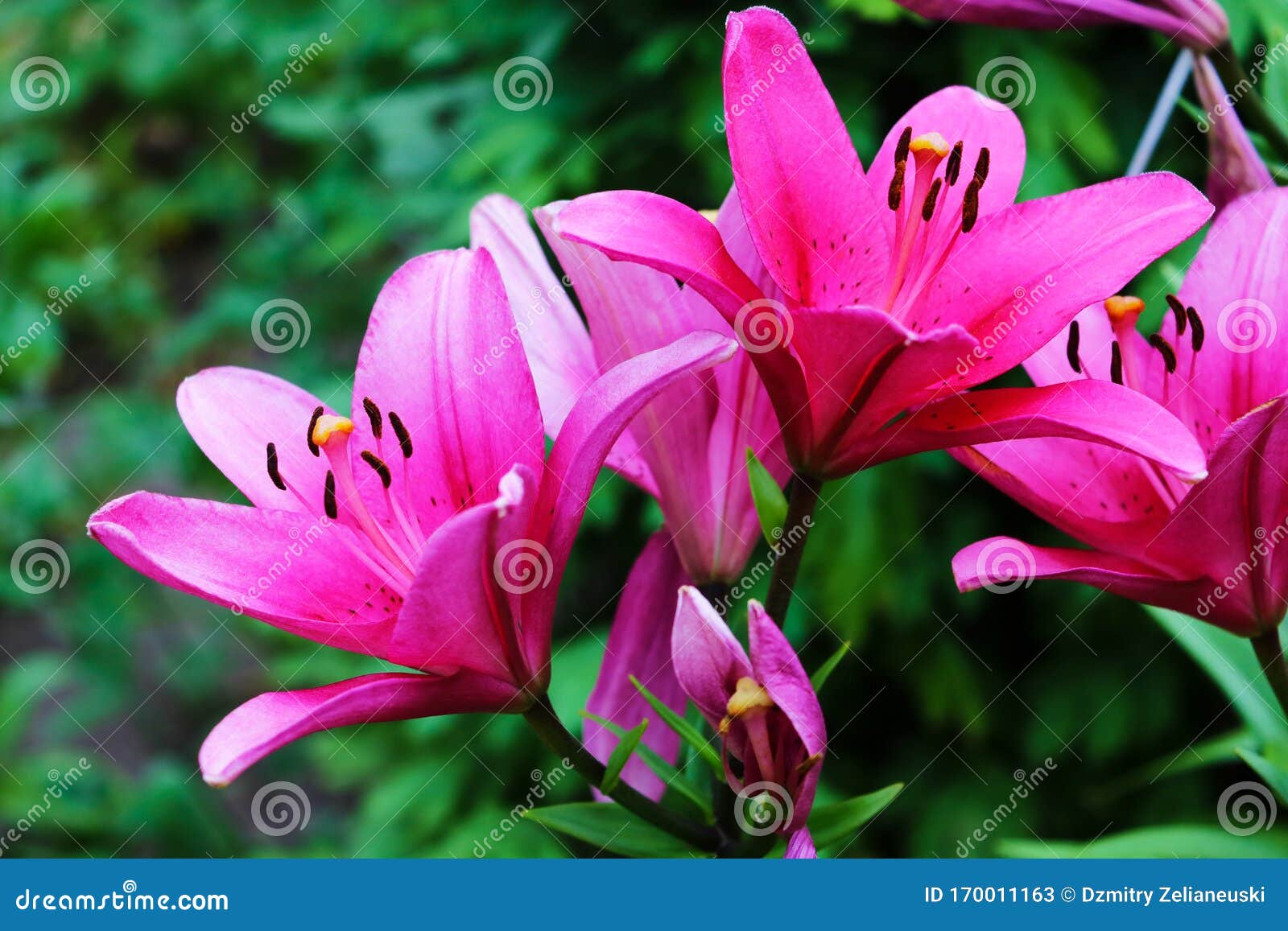 Pink and Red Garden Lillies, Flowers, Nature Stock Image - Image of ...