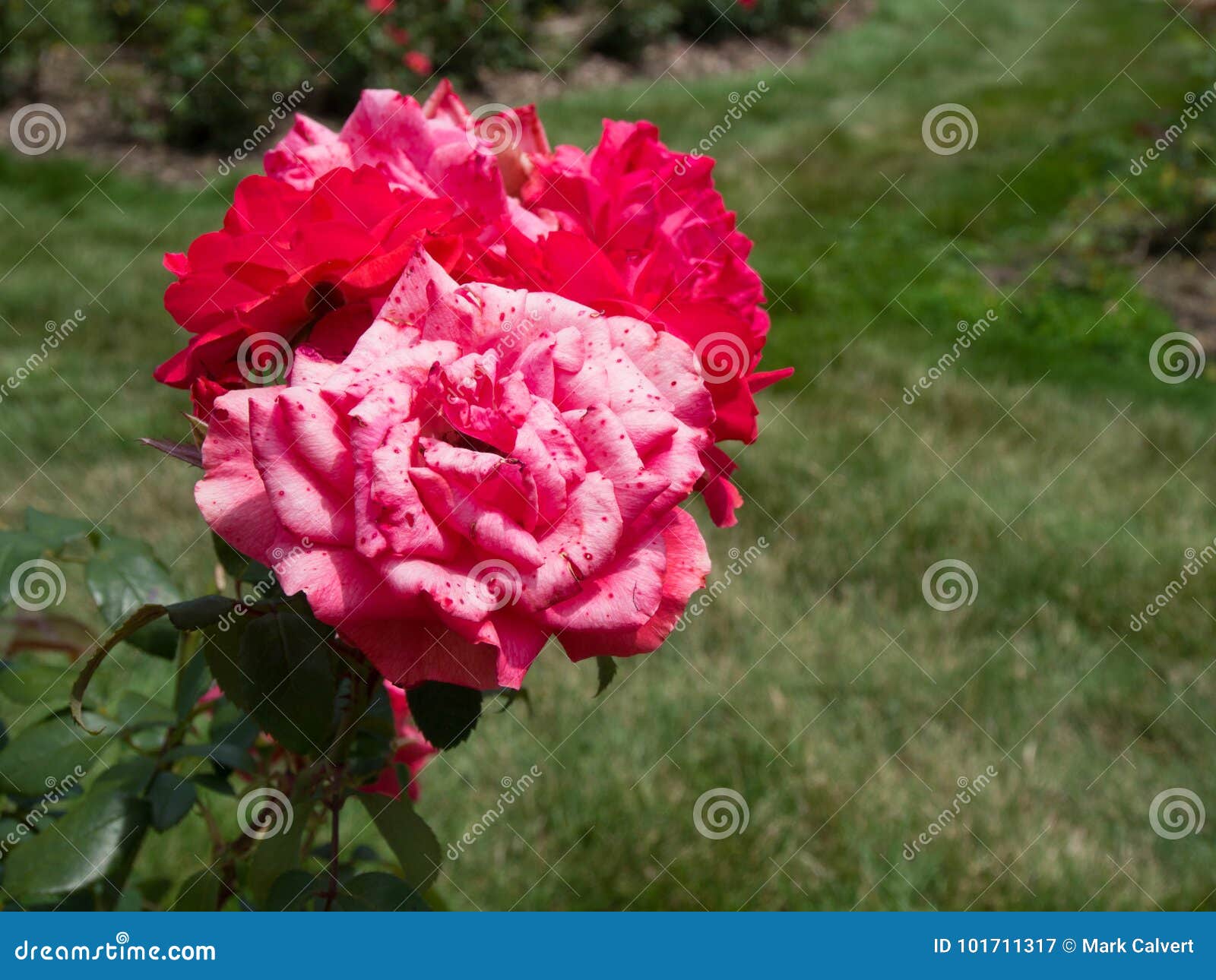 Pink And Red Roses Stock Image Image Of Full Ohio 101711317