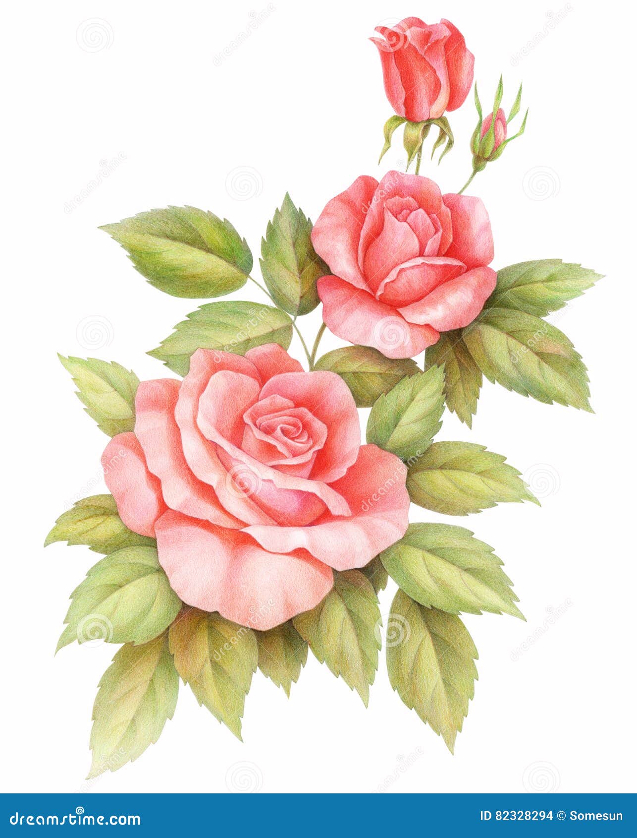 https://thumbs.dreamstime.com/z/pink-red-vintage-roses-flowers-isolated-white-background-colored-pencil-watercolor-illustration-floral-set-bouquet-bunch-82328294.jpg
