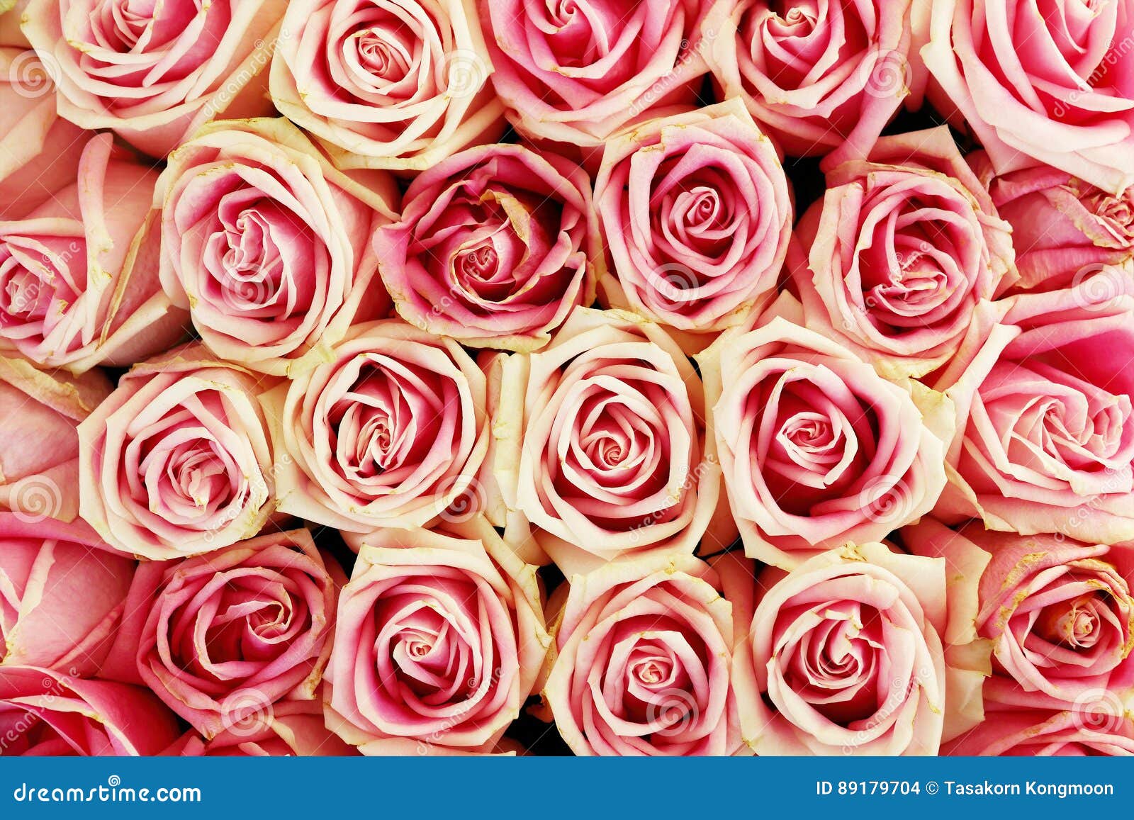 Pink,red And White Roses Background And Design Stock Photo Image of