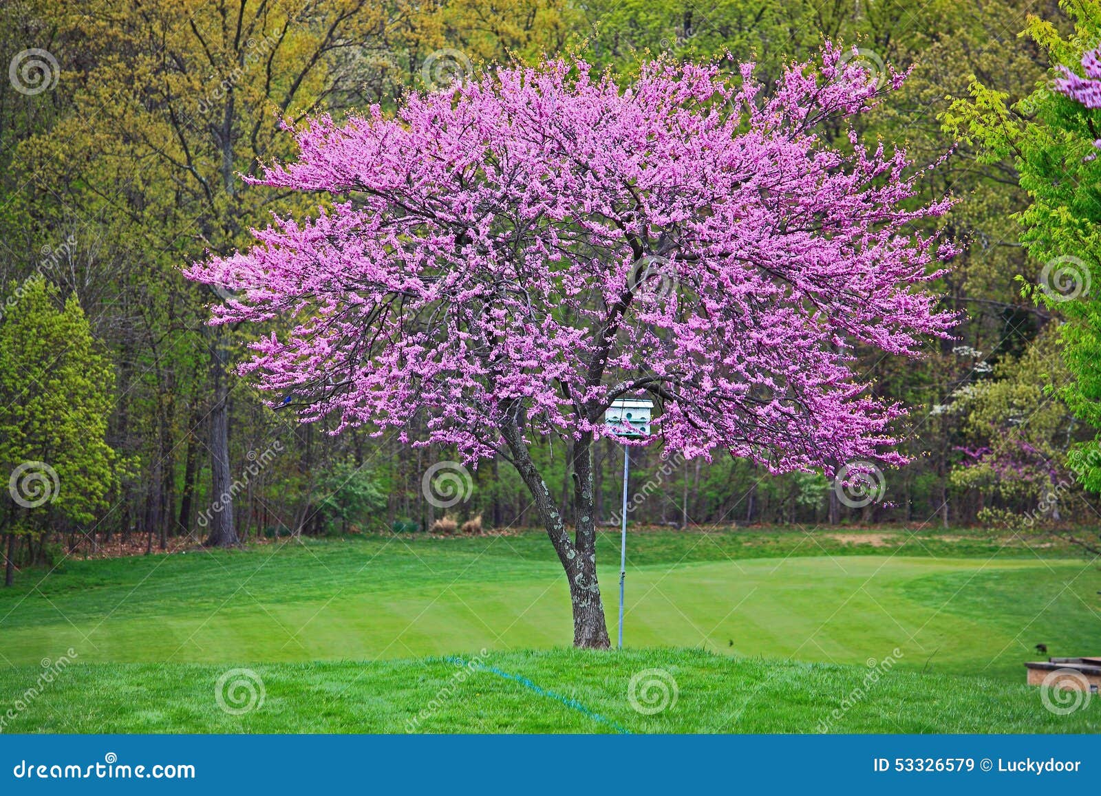 Pink Redbud Tree stock image. Image of environment, flowers 53326579