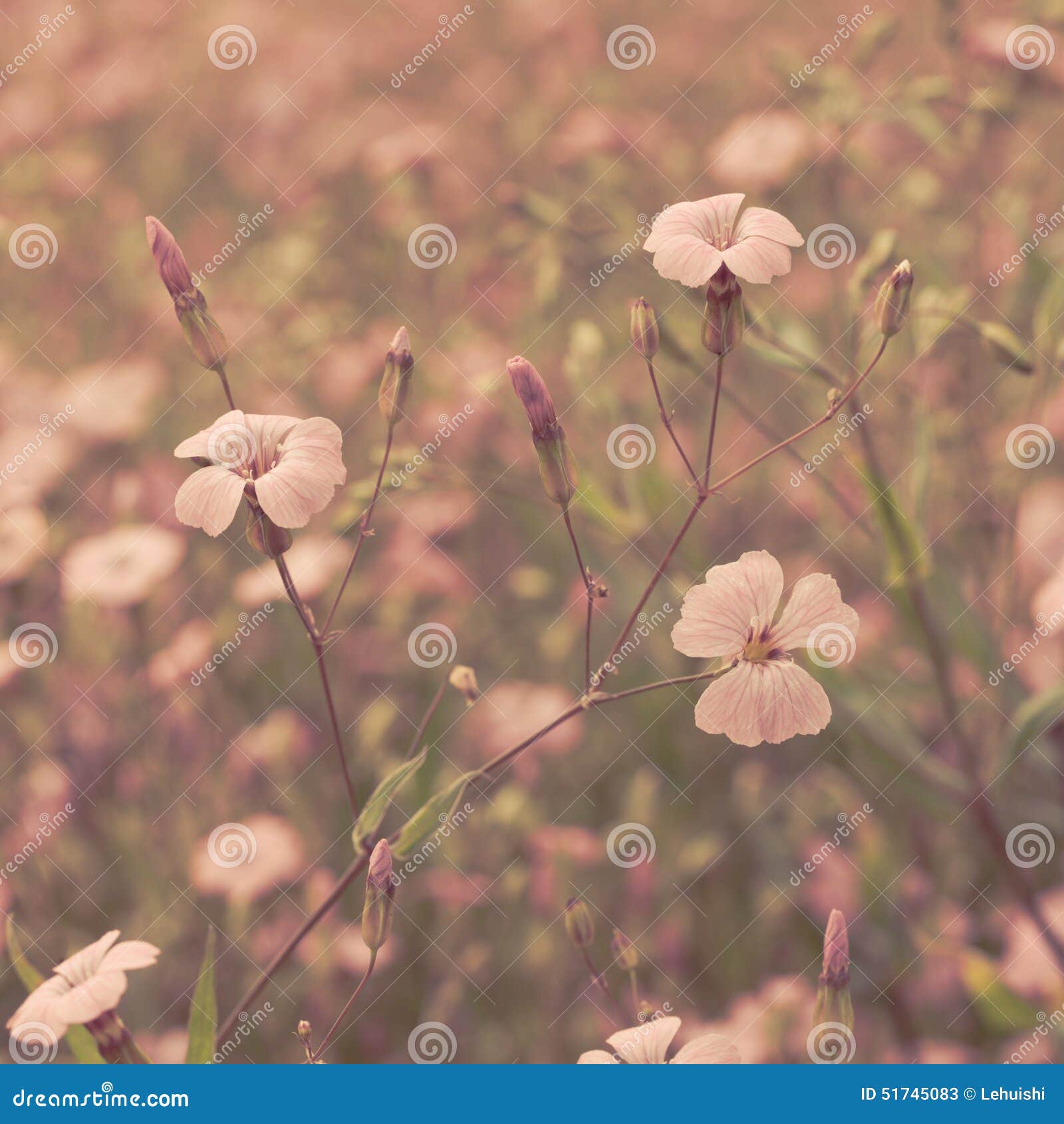 Pink Retro Flowers Background Stock Image Image of refined